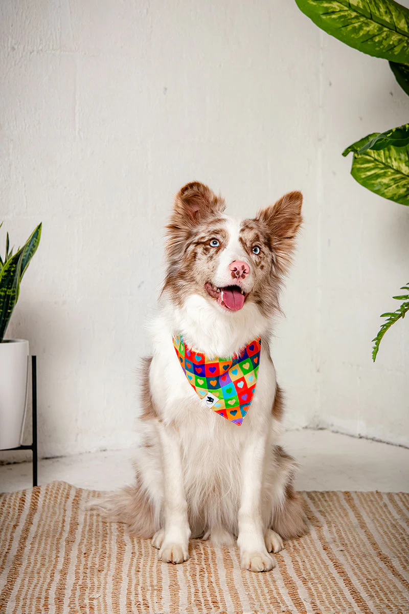 Love Wins Dog Bandana - Image 4