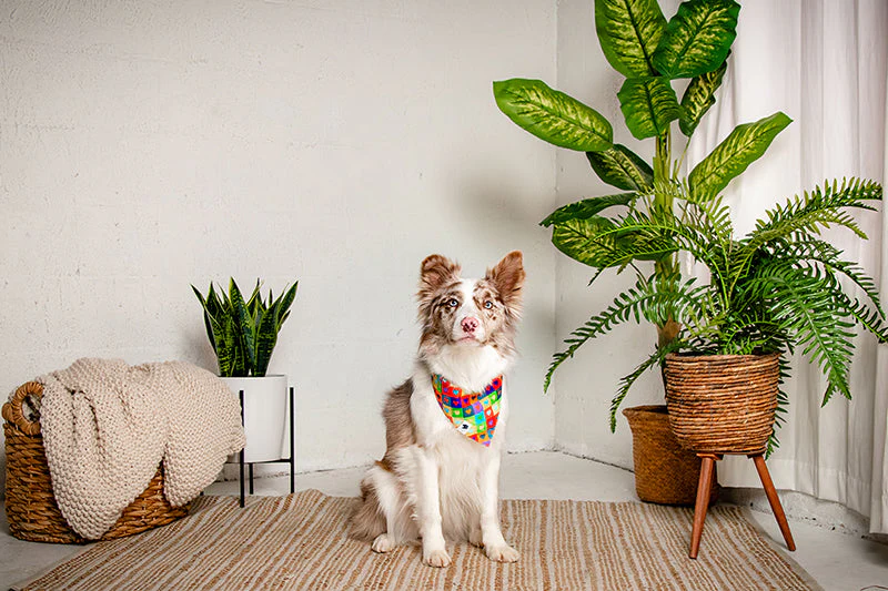 Love Wins Dog Bandana - Image 5