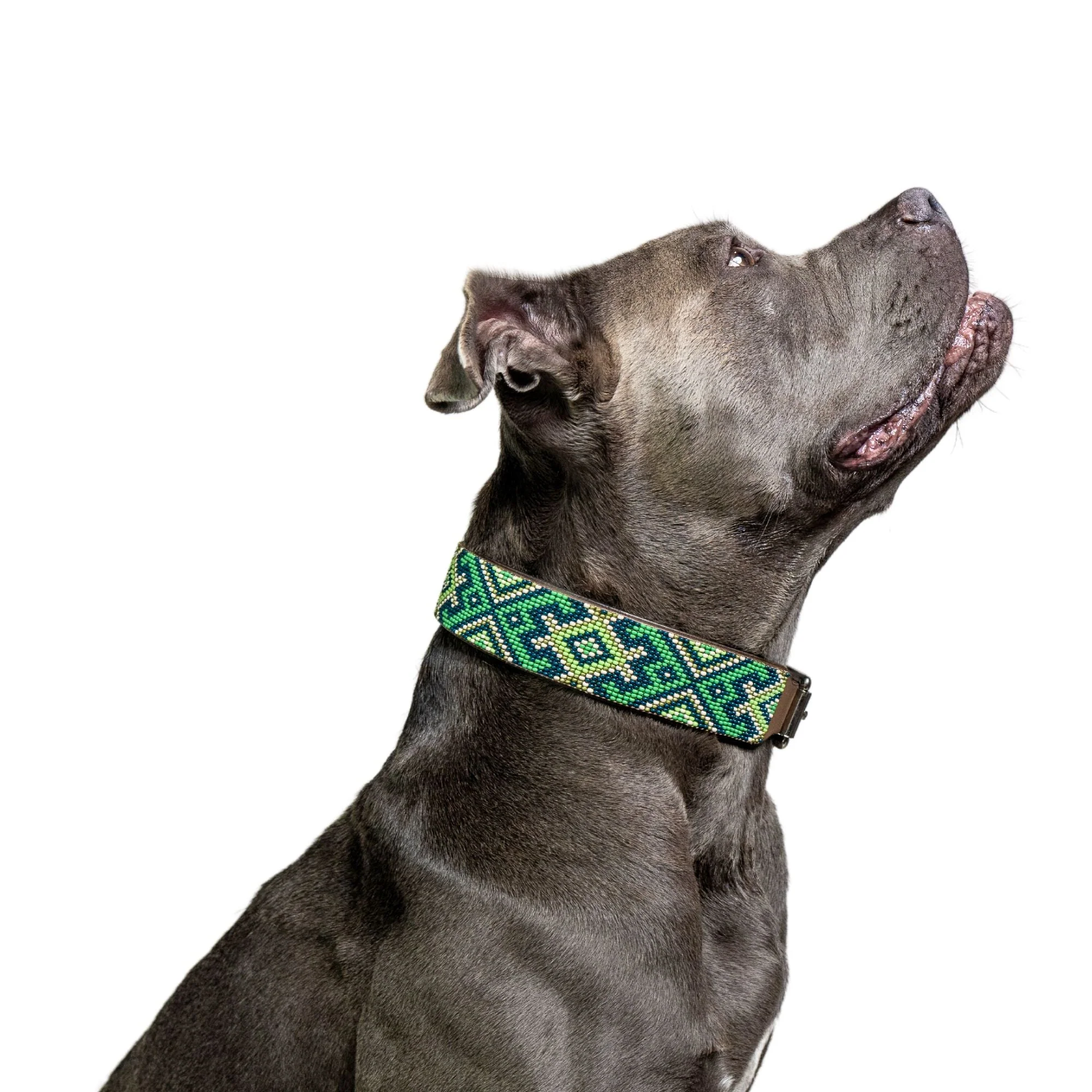 Lucky Sambboho dog collar - Image 3