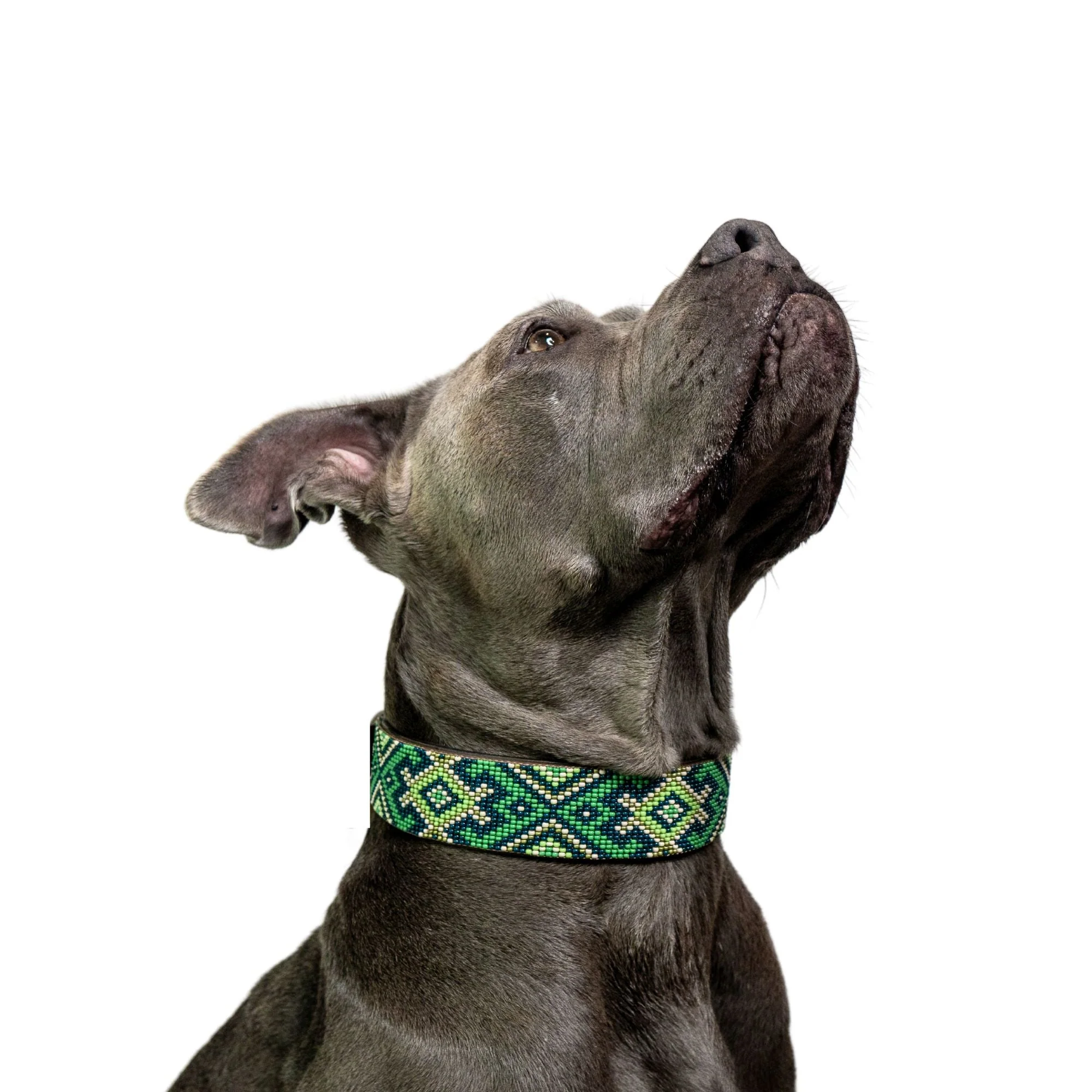 Lucky Sambboho dog collar - Image 4
