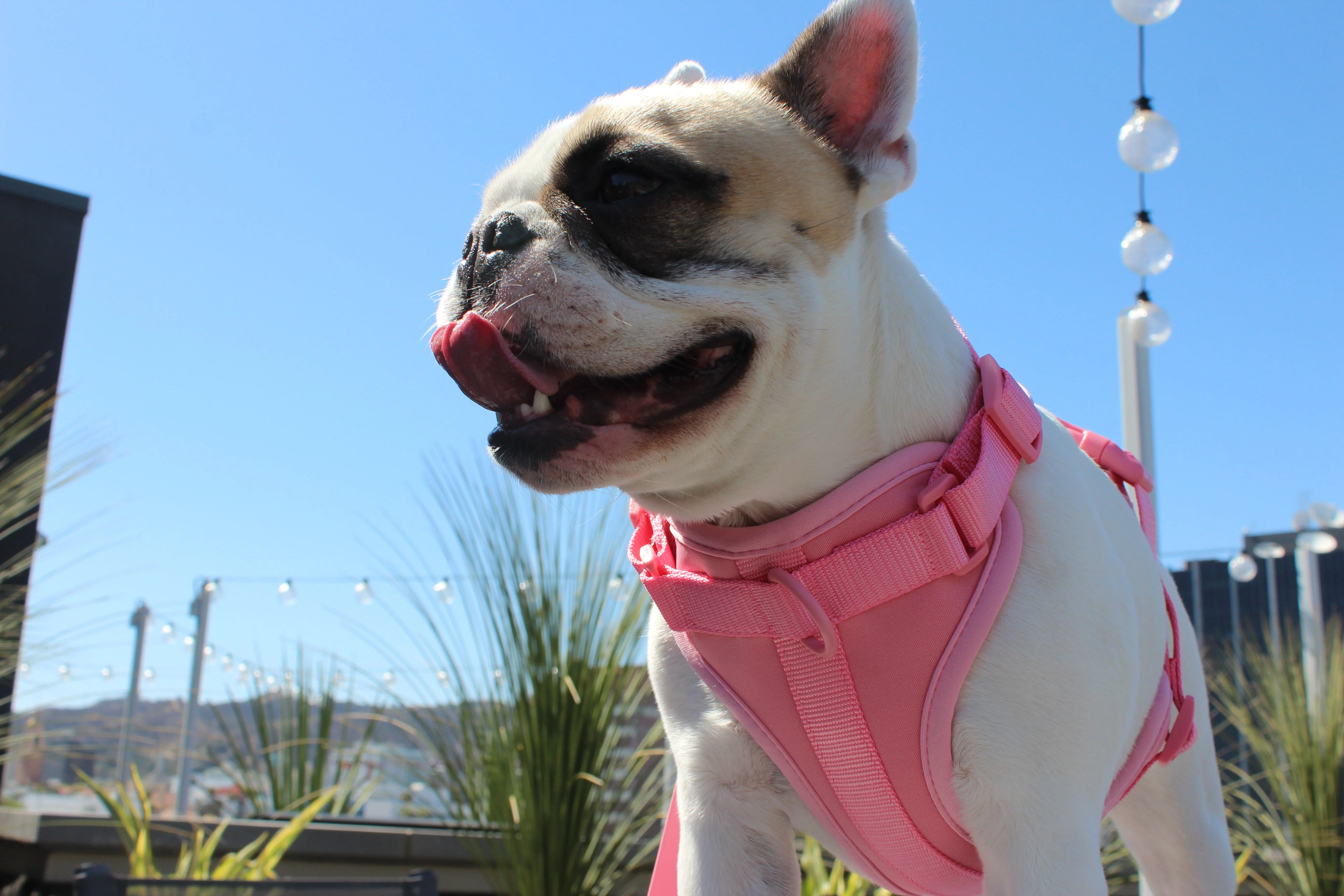 Luxe Harness - Hibiscus - Image 3