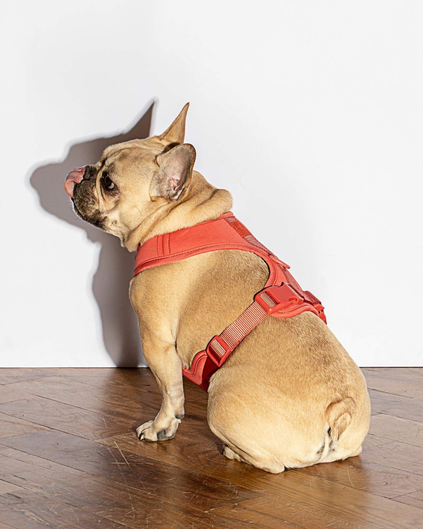 Luxe Harness - Poppy - Image 2