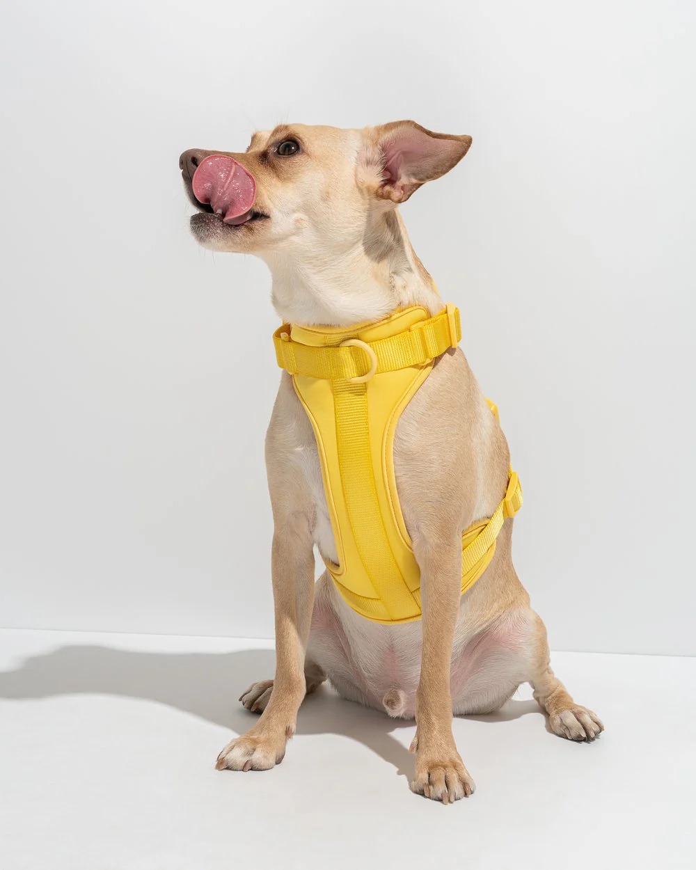 Luxe Harness - Soleil - Image 5