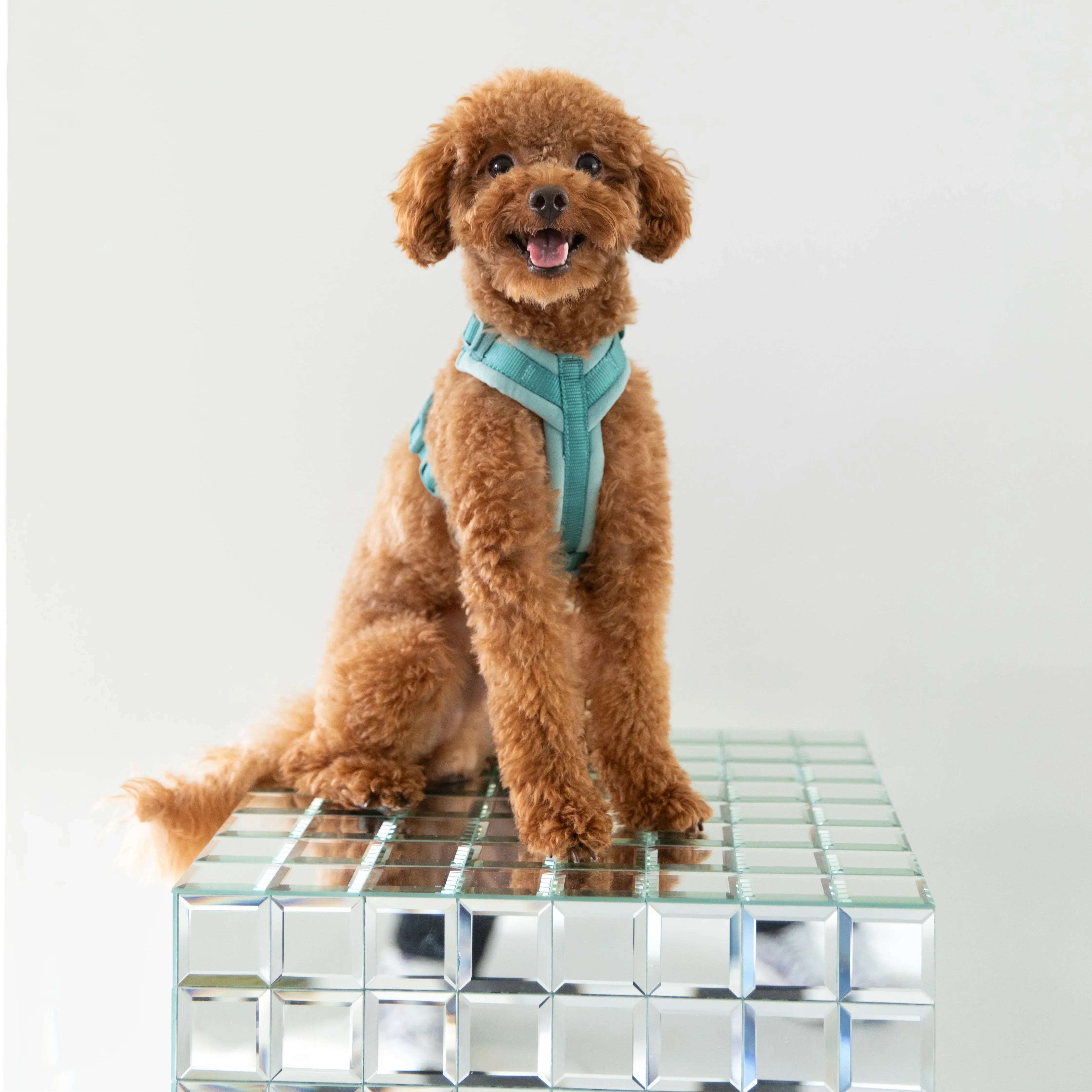 Magenta - Velvet Dog Harness - Image 3
