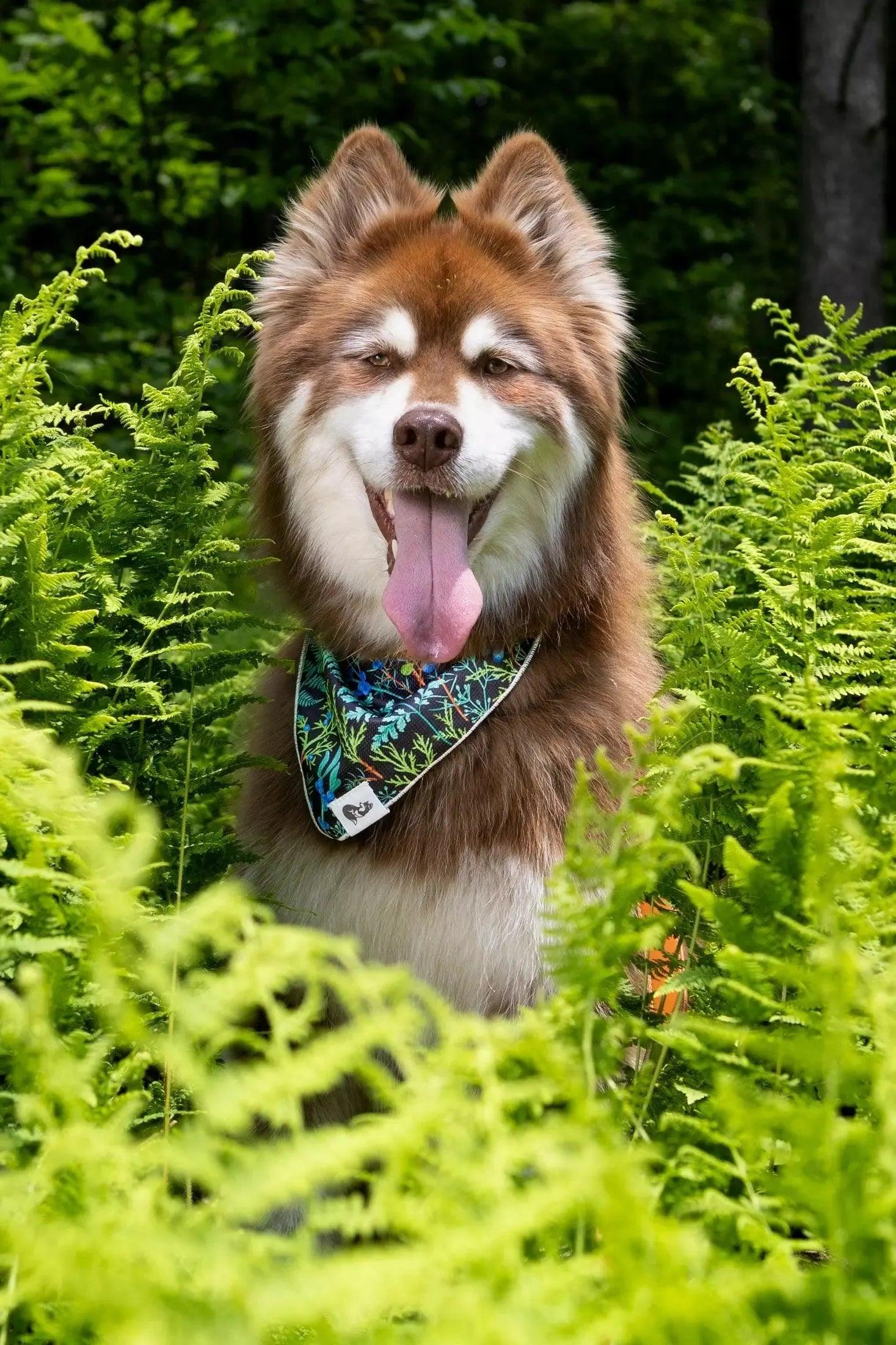 Magical Fern Forest Dog Bandana - Image 2