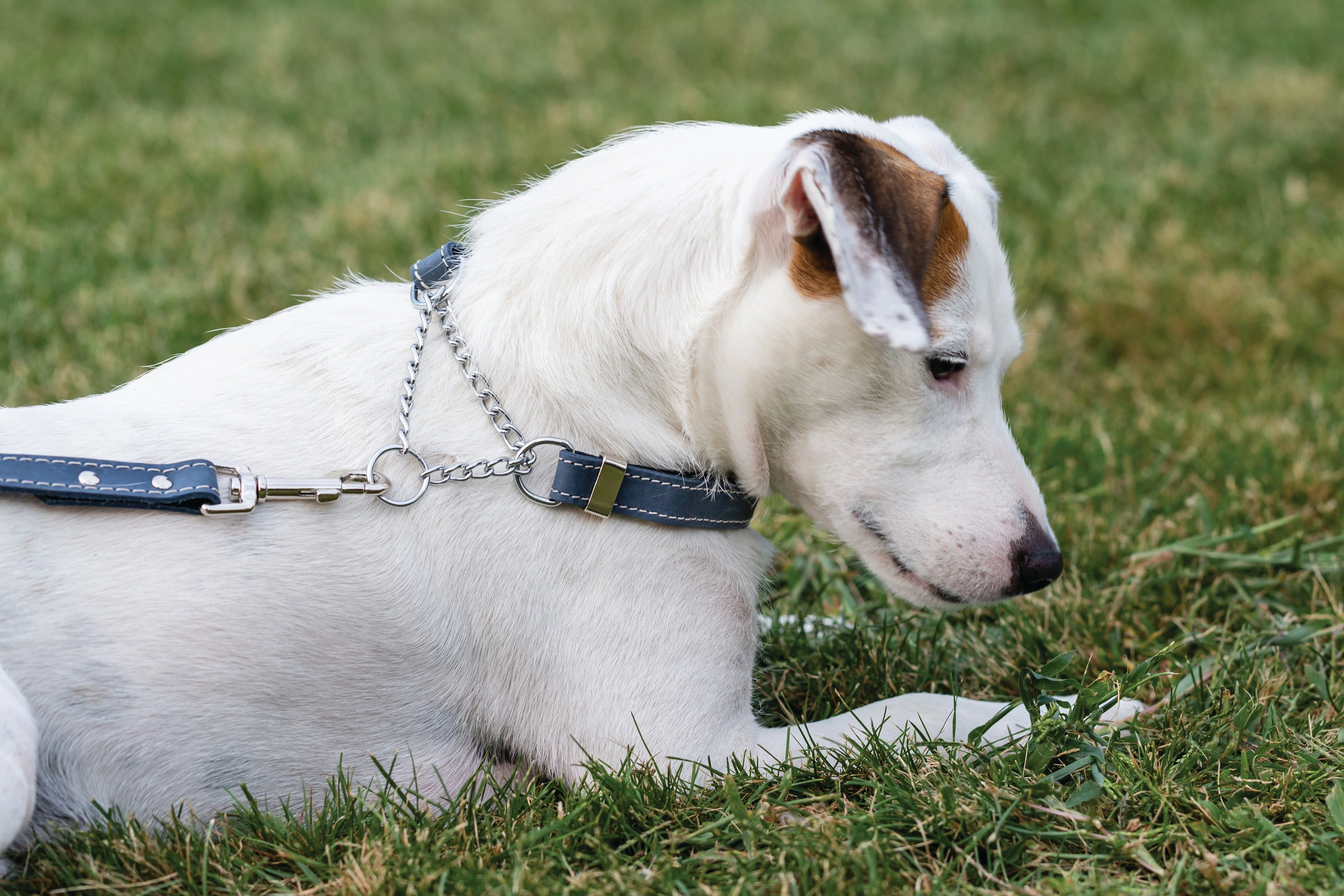 Martingale Blue Jeans Leather Dog Collar - Image 4