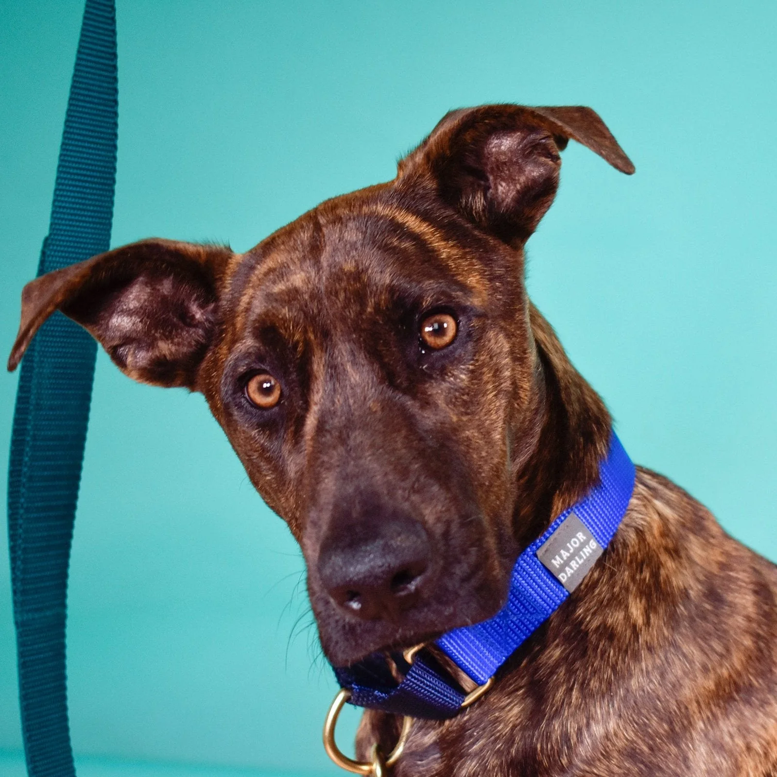 martingale collar / cobalt + navy - Image 3