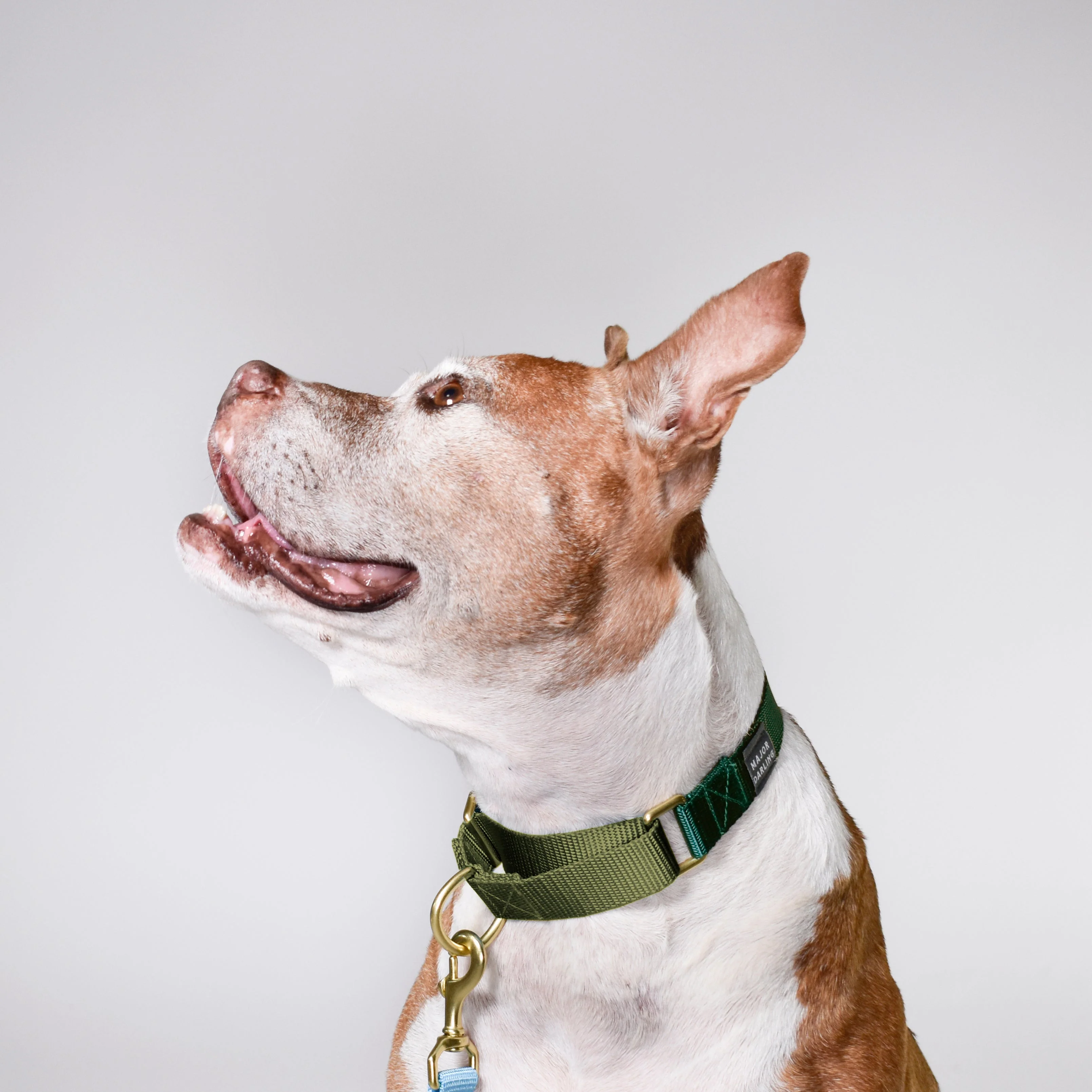martingale collar / forest + olive - Image 2