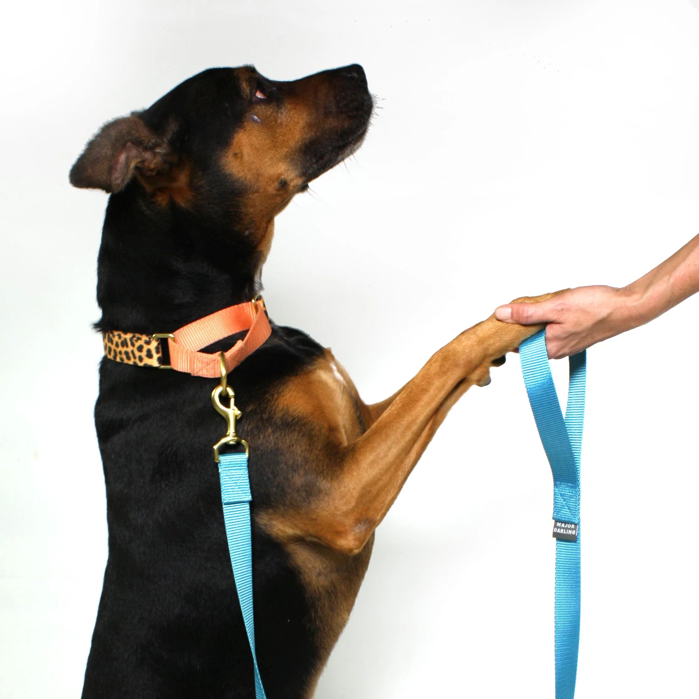 martingale collar / leopard + peach - Image 2