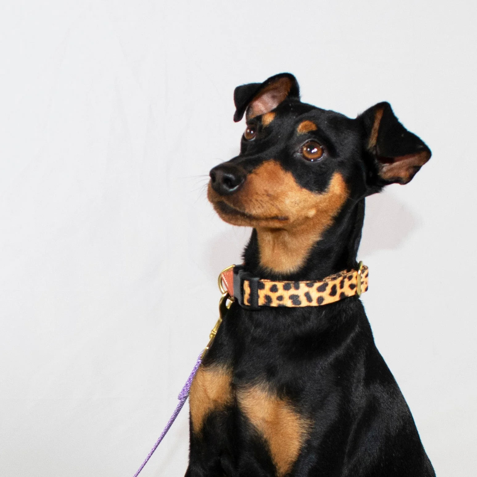 martingale collar / leopard + peach - Image 7
