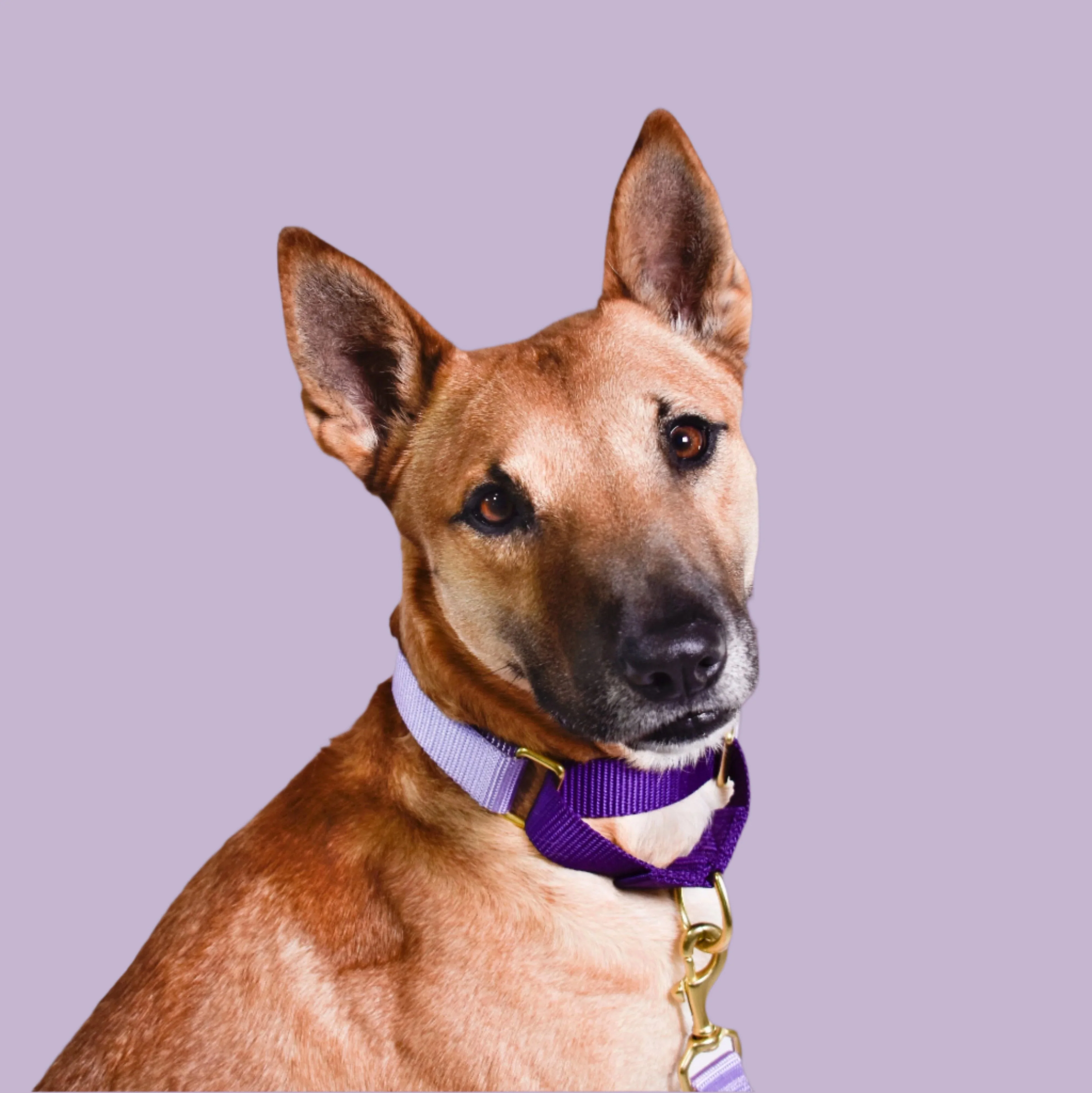 martingale collar / lilac + violet - Image 2
