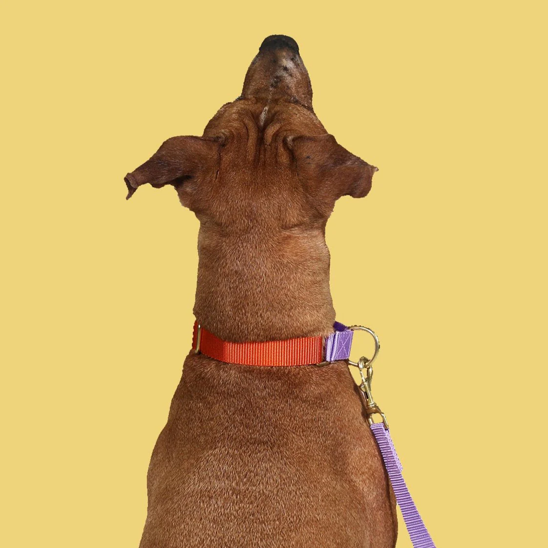 martingale collar / orange + lilac - Image 2