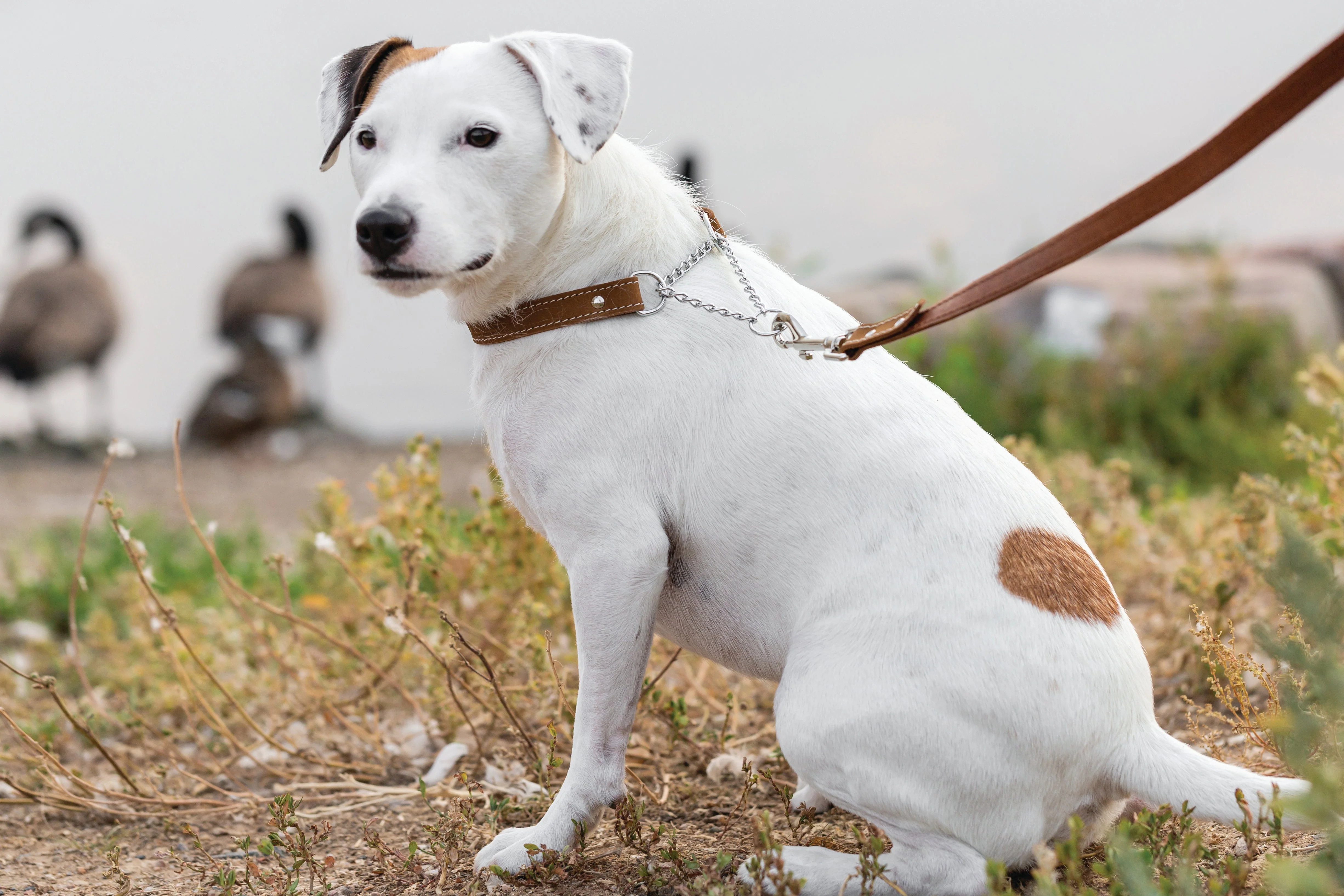 Martingale Earth Brown Leather Dog Collar - Image 5