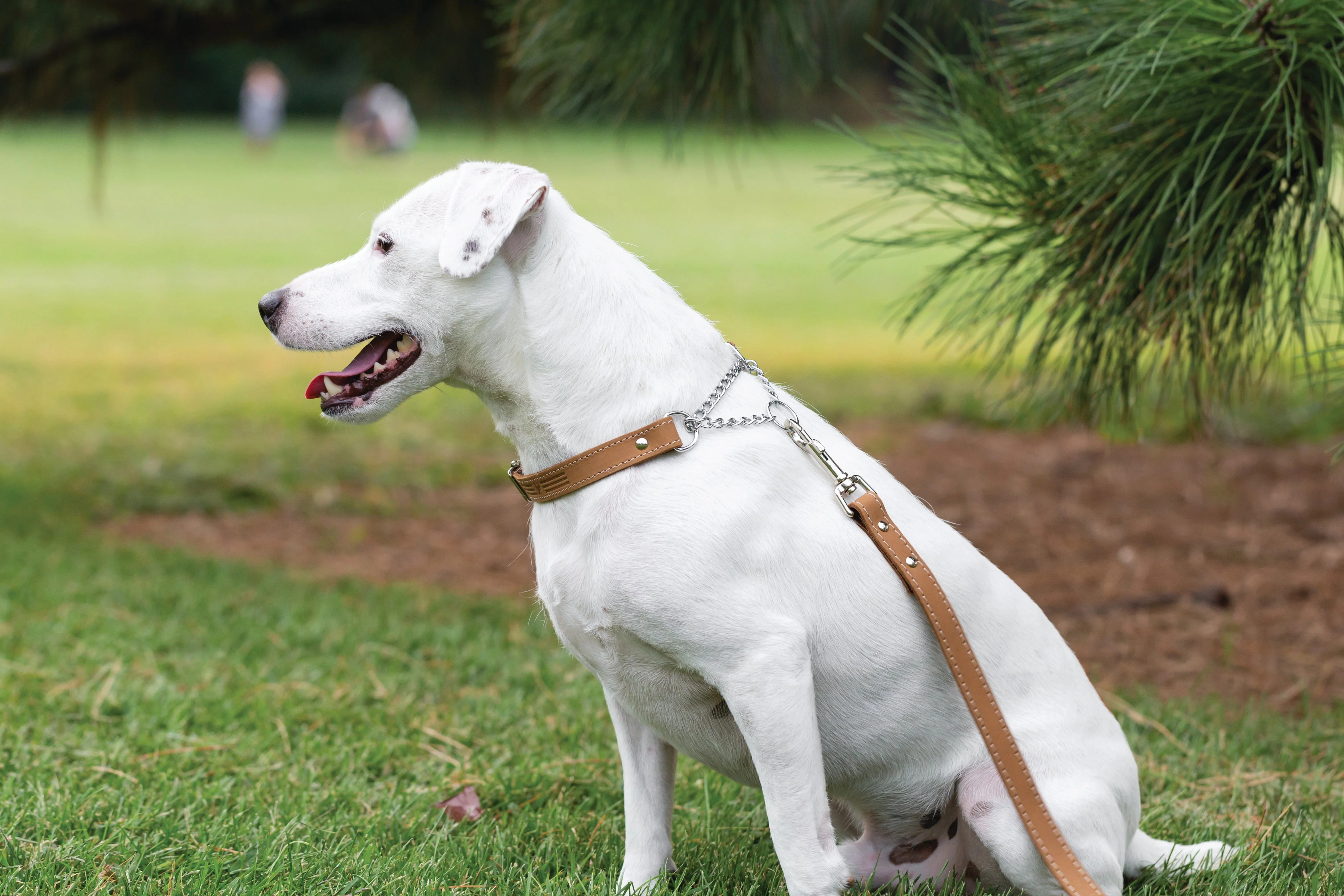 Martingale Khaki Leather Dog Collar - Image 4