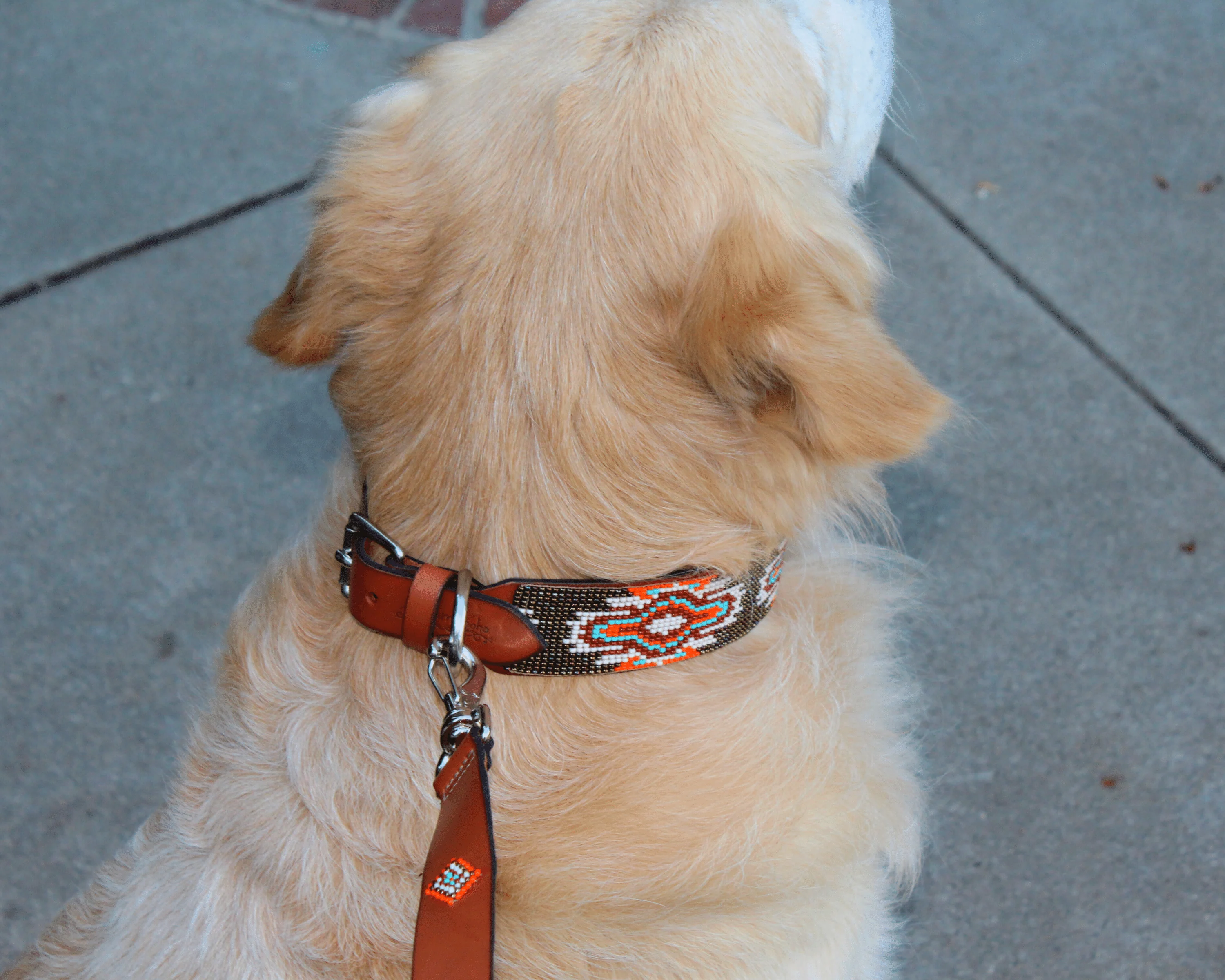 Matching leash/dog collar Boho Chic Sambboho Bundle - Image 4