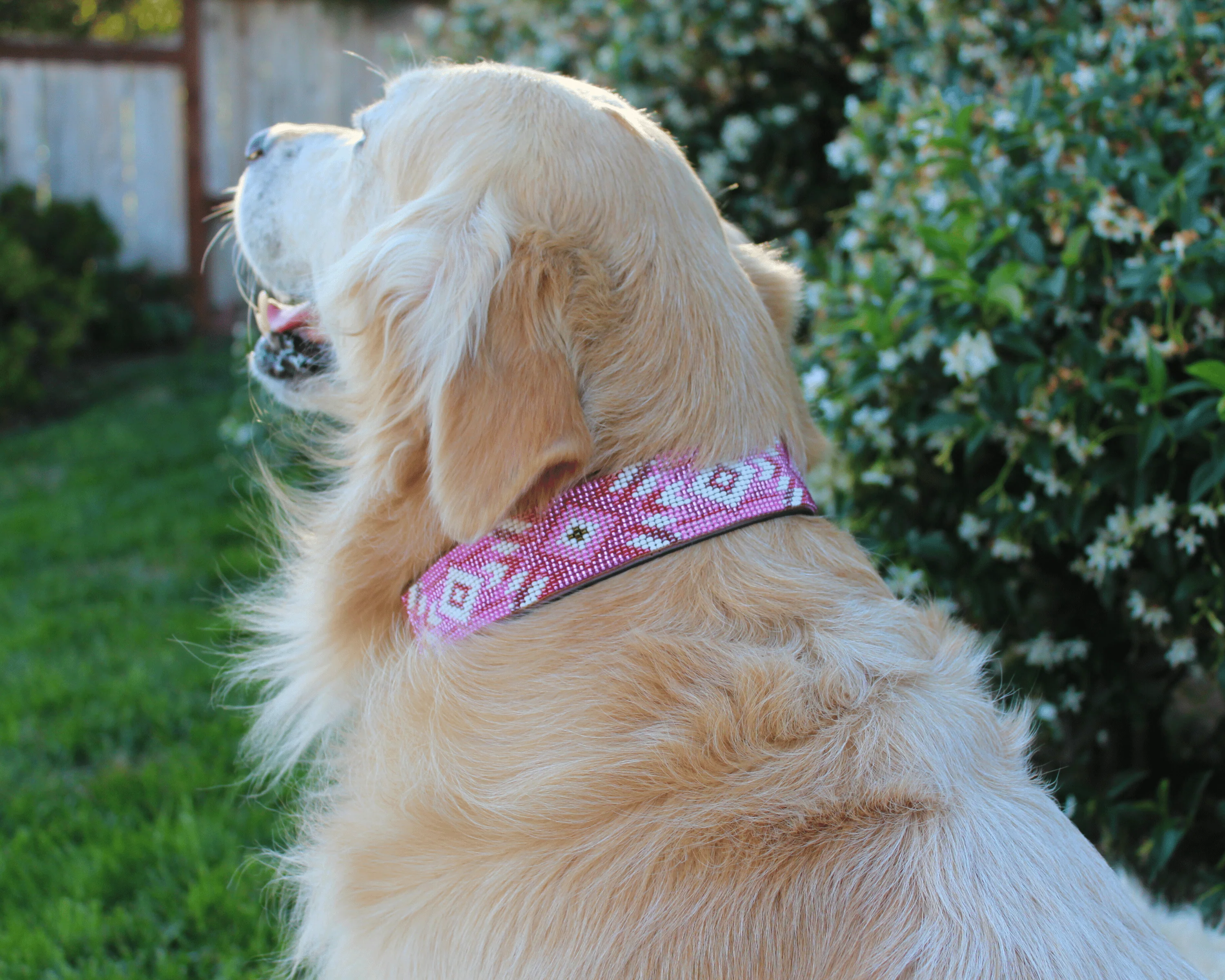 Matching leash/dog collar Melrose Sambboho Bundle - Image 3