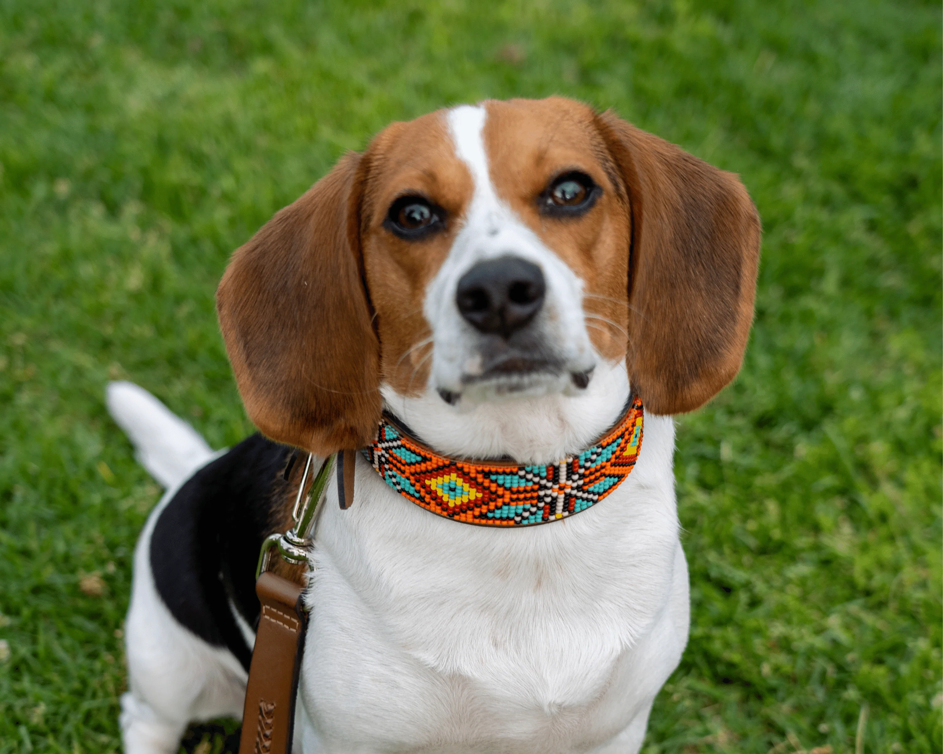Maui Sambboho dog collar (made to order) - Image 7