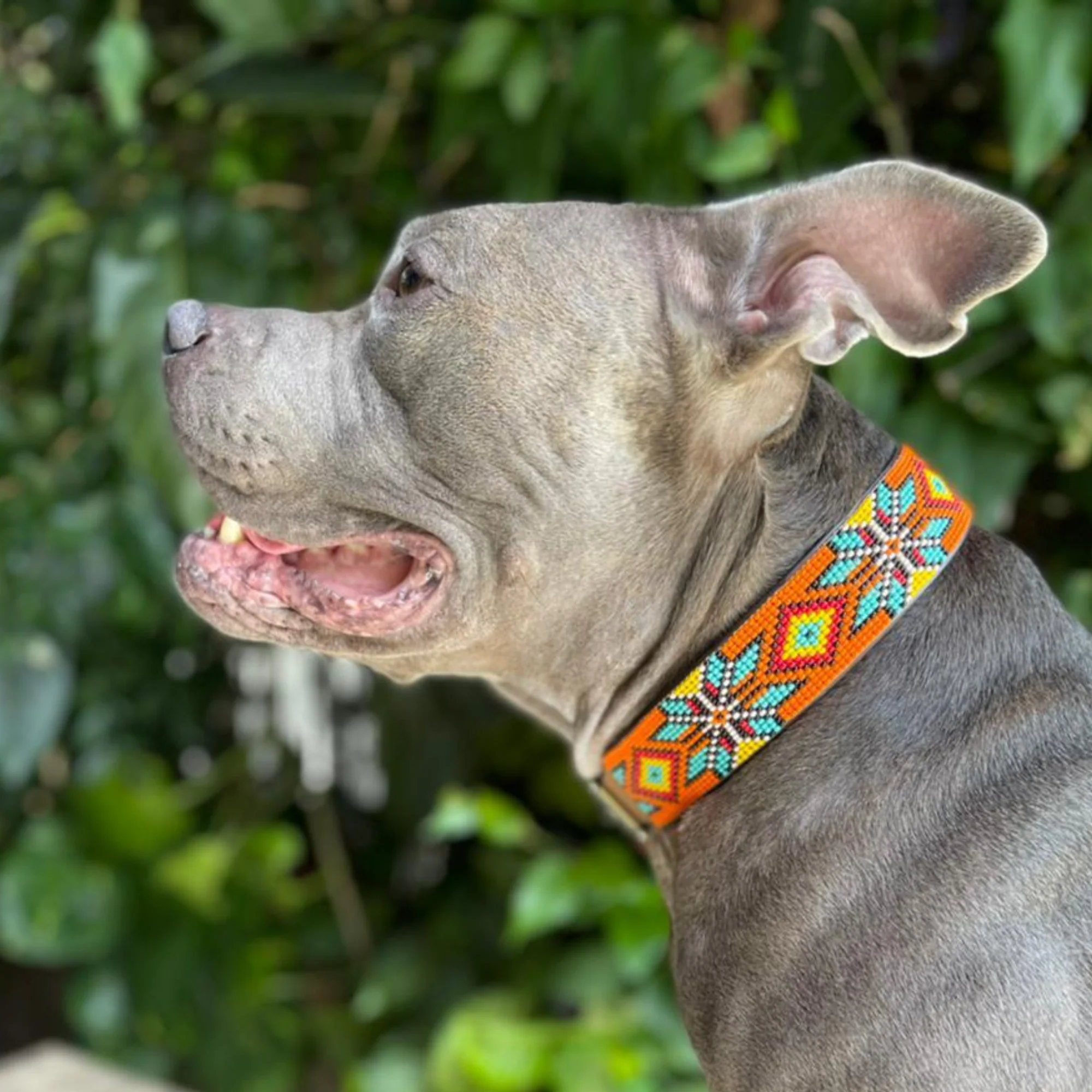 Maui Sambboho dog collar (made to order) - Image 8
