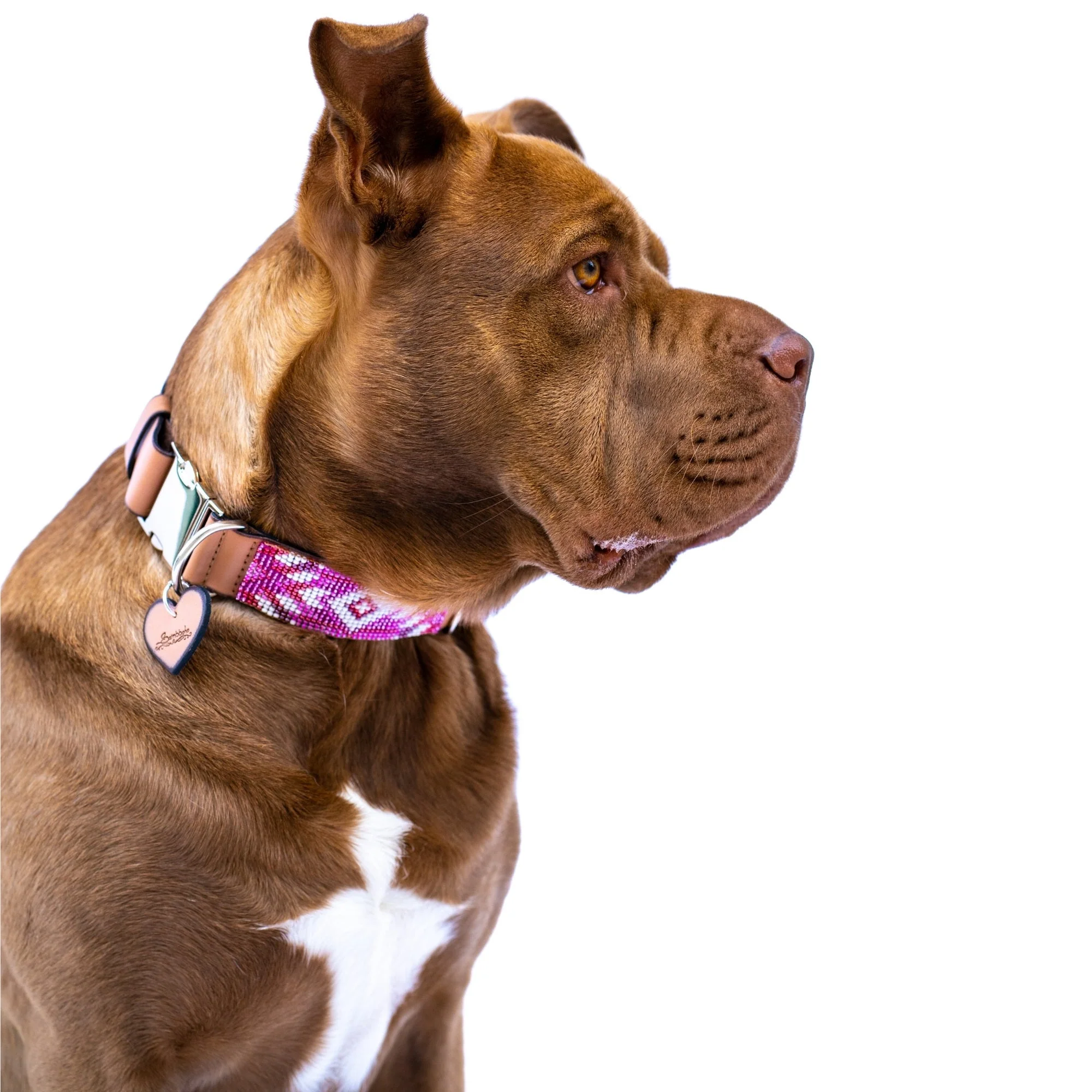 Melrose dog collar (quick release) - Image 4