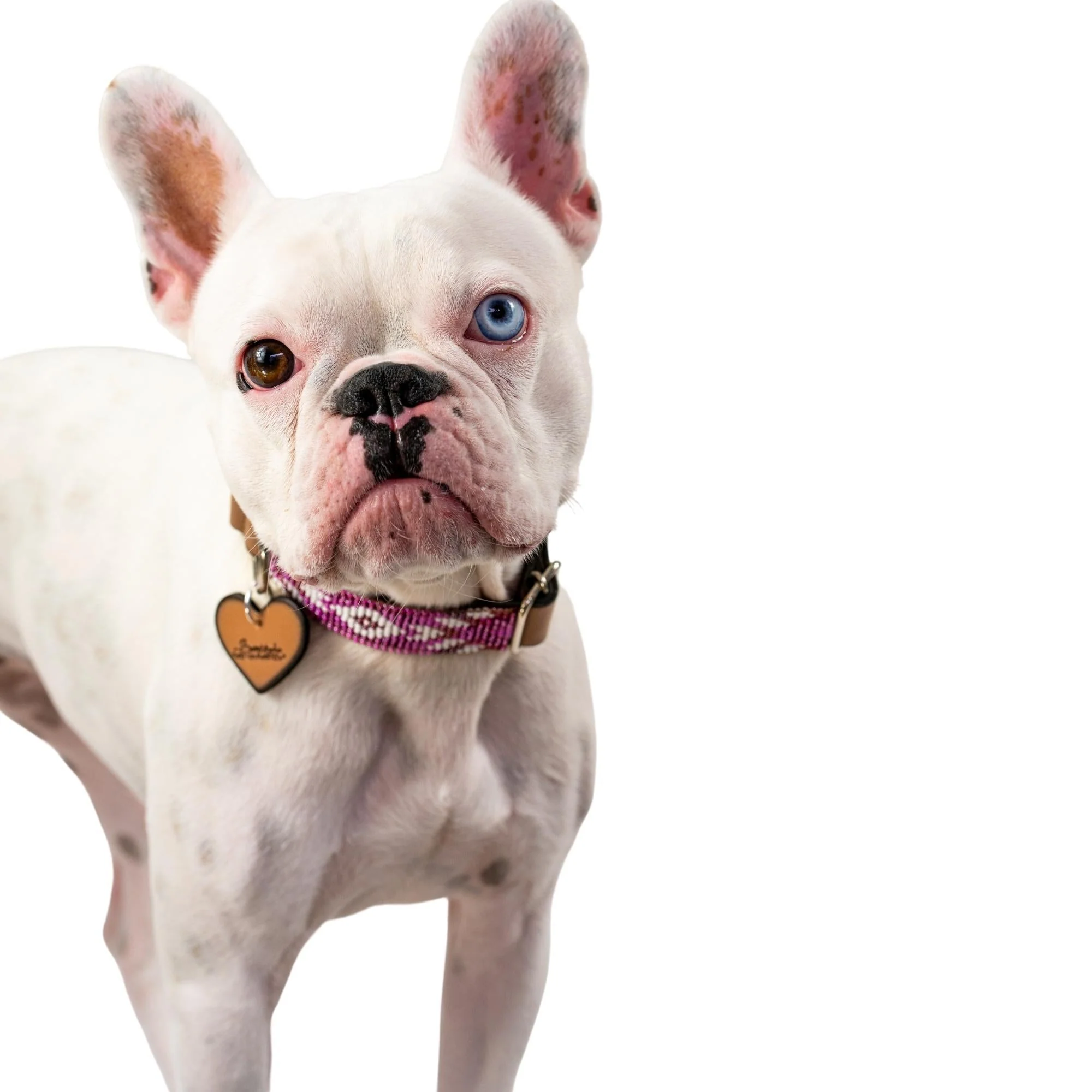 Melrose dog collar (quick release) - Image 6