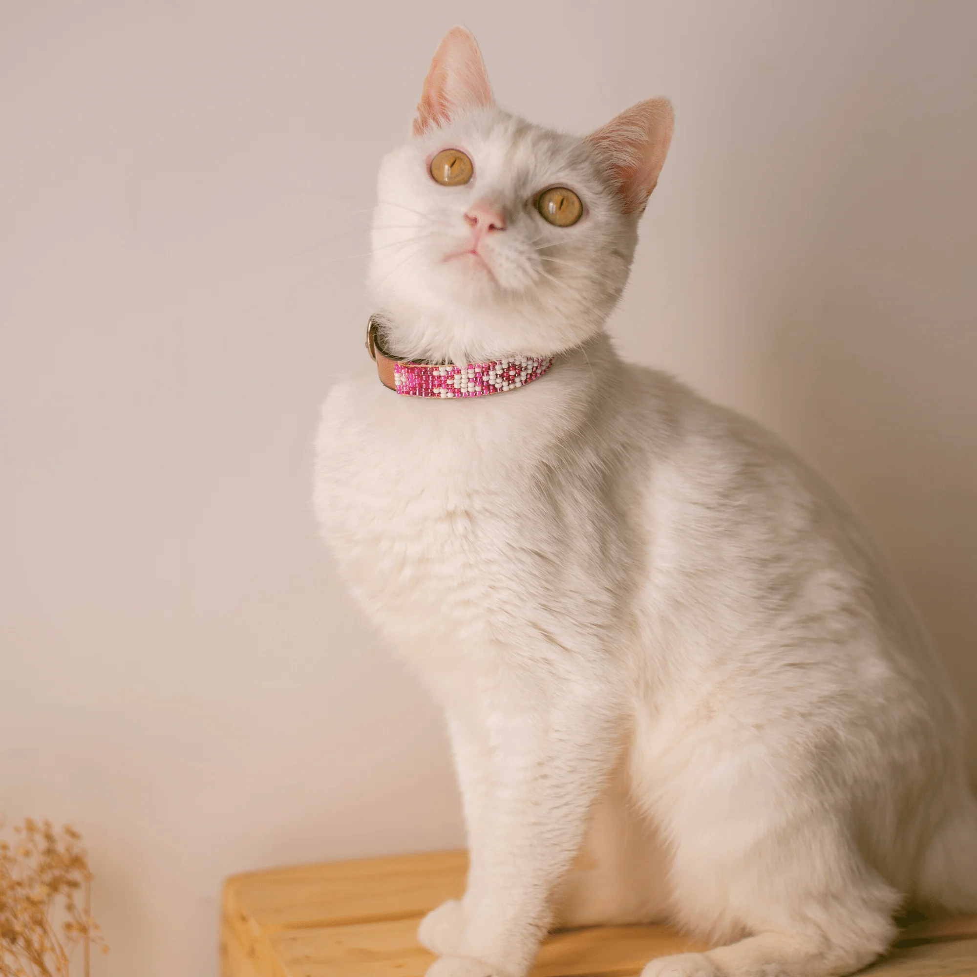 Melrose Sambboho cat collar - Image 4