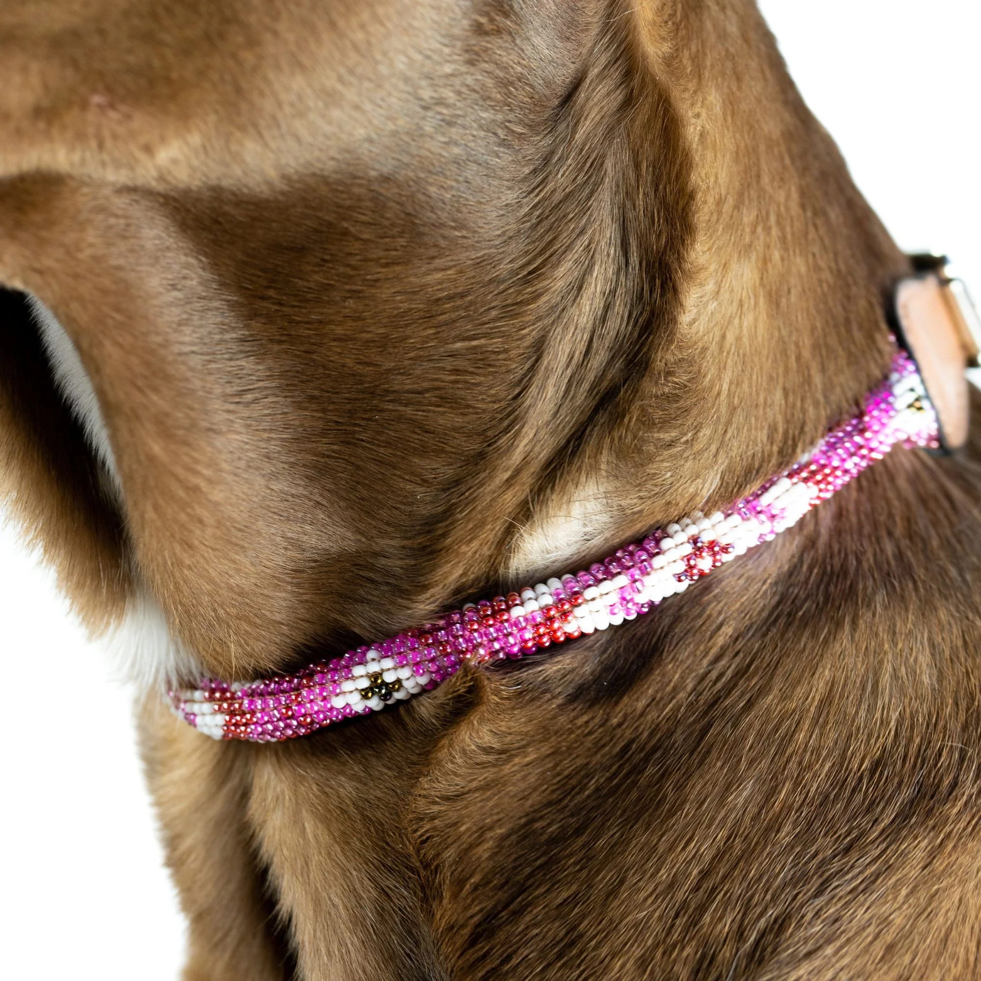 Melrose Sambboho dog collar (rolled) - Image 3