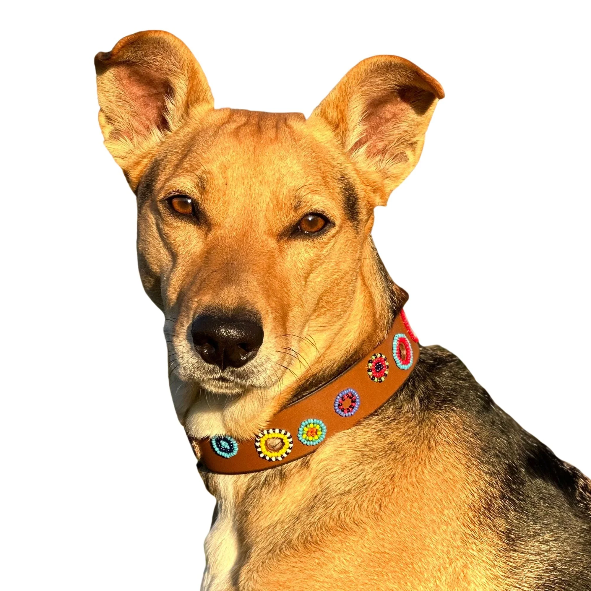 Miami Sambboho dog collar (made to order) - Image 3