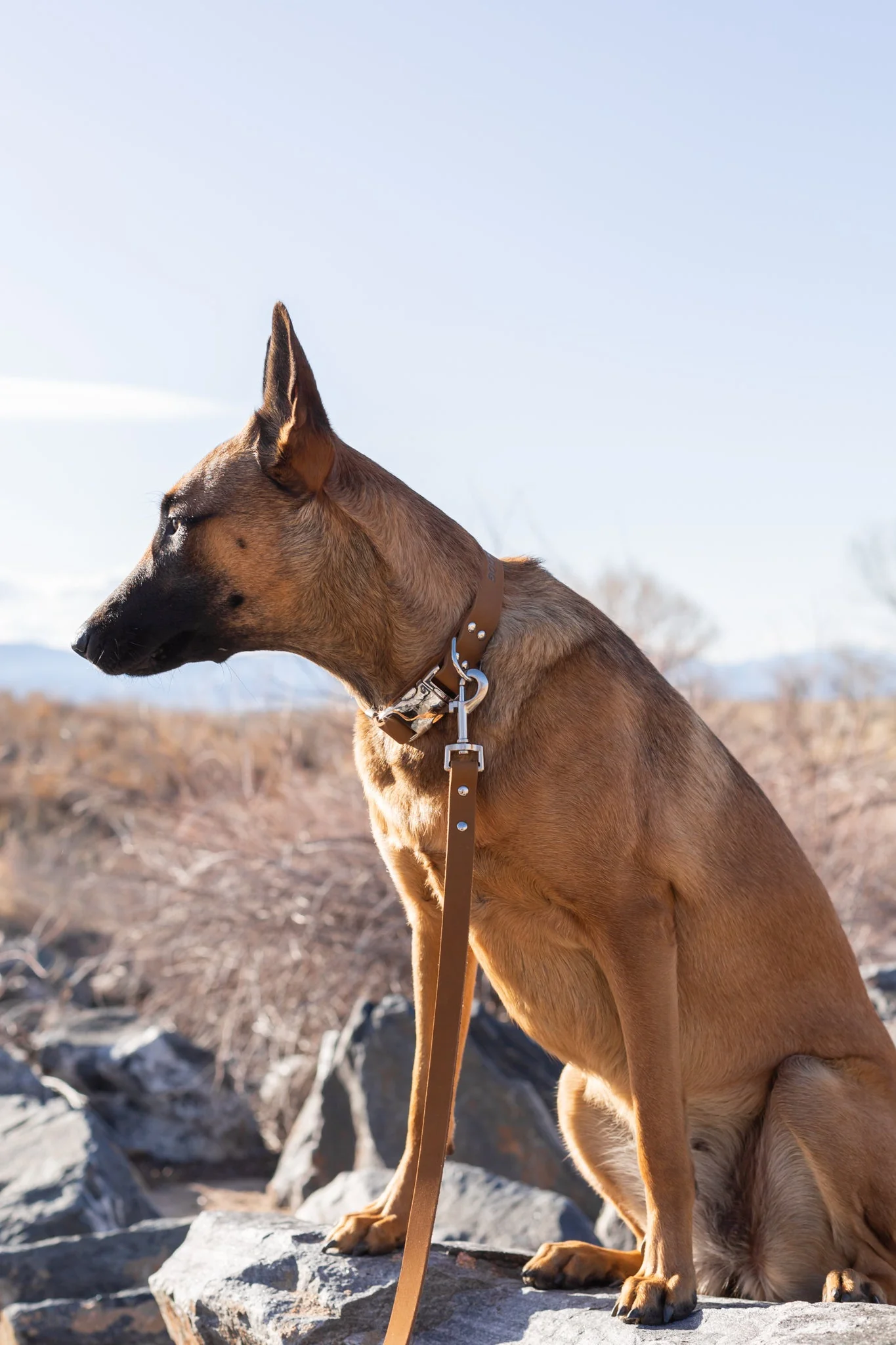 Modern Style Quick-Release Earth Brown Leather Dog Collar - Image 4