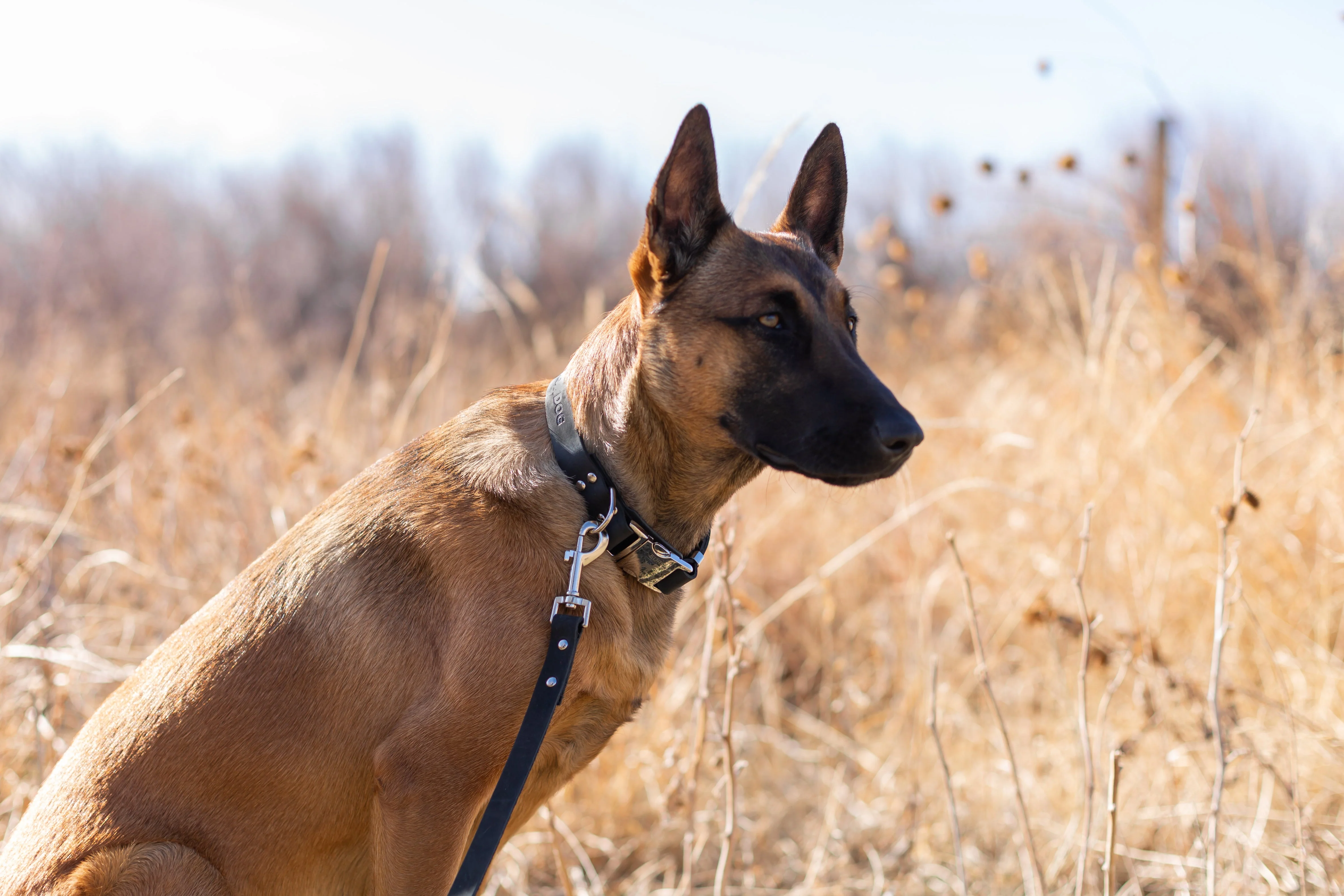 Modern Style Quick-Release Midnight Black Leather Dog Collar - Image 4