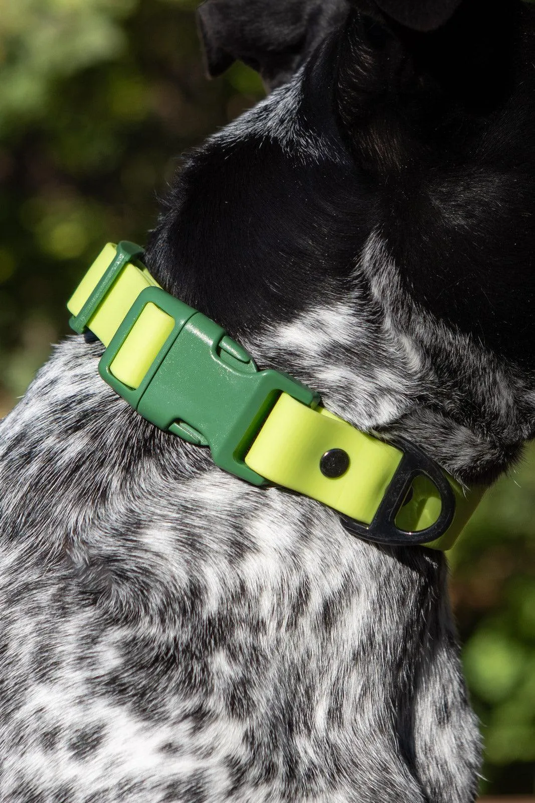 Mossy Pine Waterproof Dog Collar - Image 5