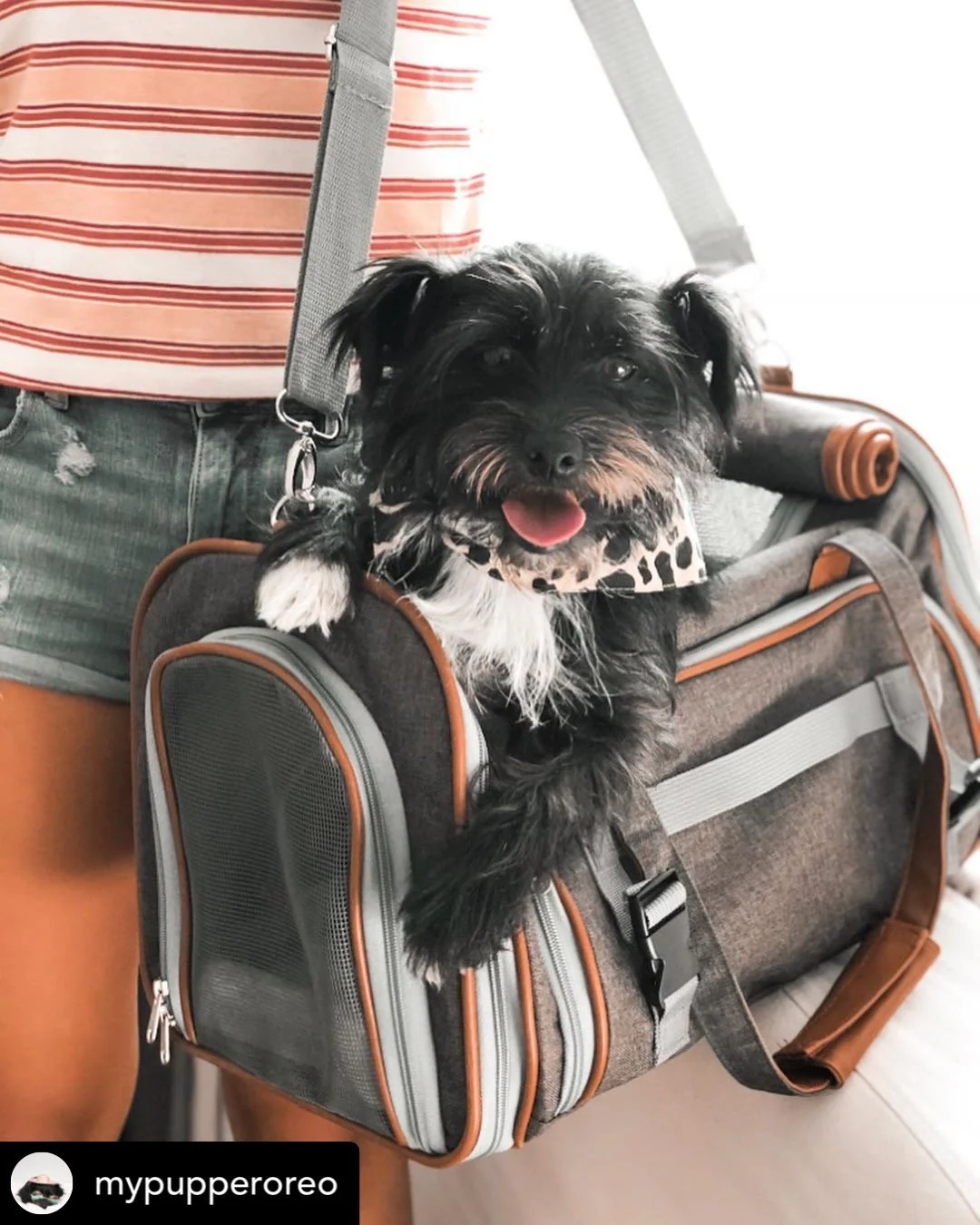 Mr. Peanut's Gold Series Big Apple XL Expandable Pet Carrier V3.0 - Image 10
