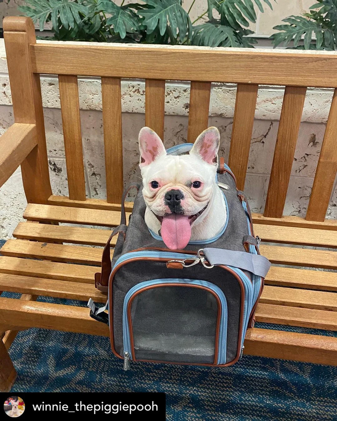 Mr. Peanut's Gold Series Big Apple XL Expandable Pet Carrier V3.0 - Image 3