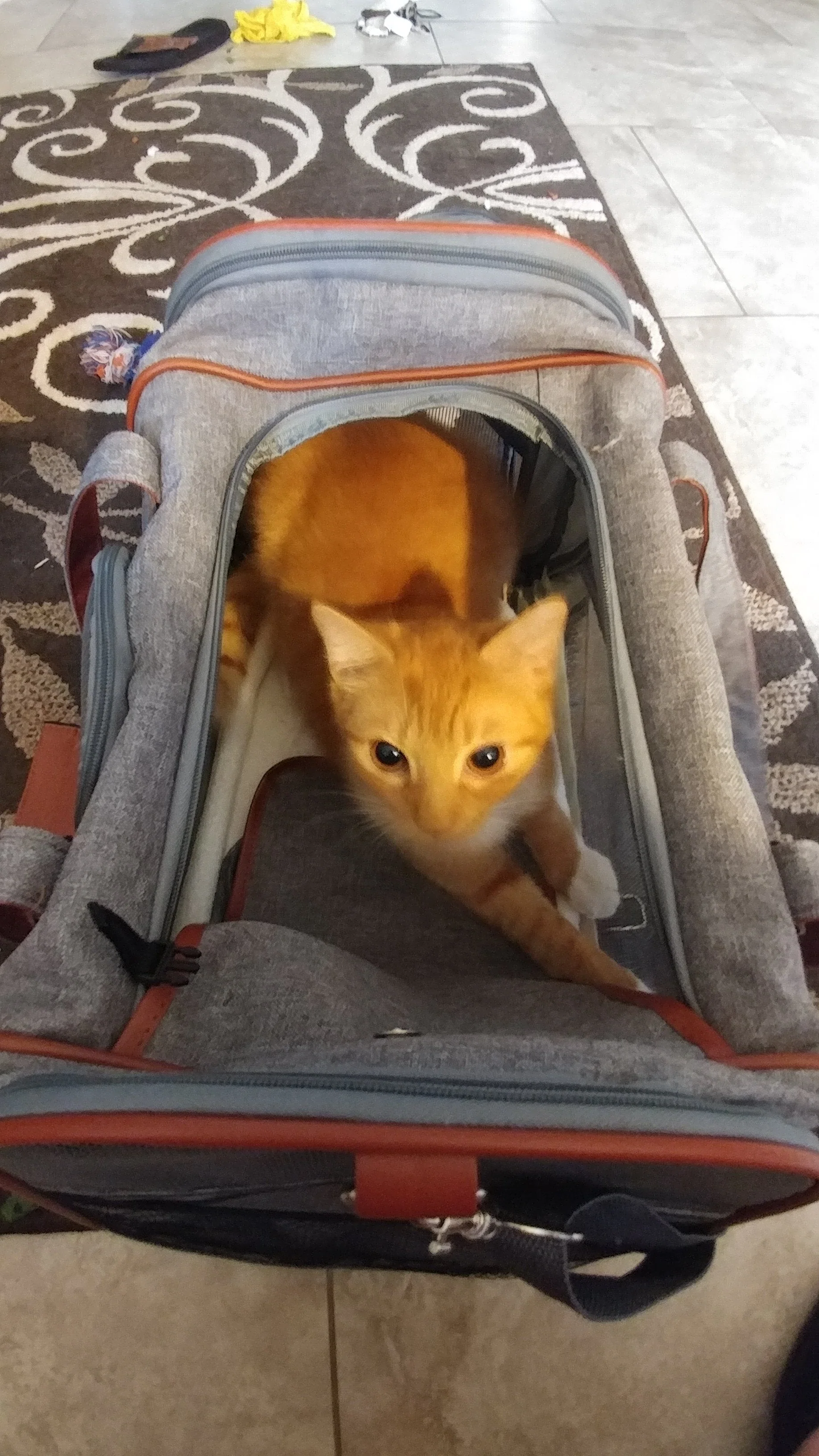 Mr. Peanut's Gold Series Standard Size Airline Compliant Pet Carrier - Image 23