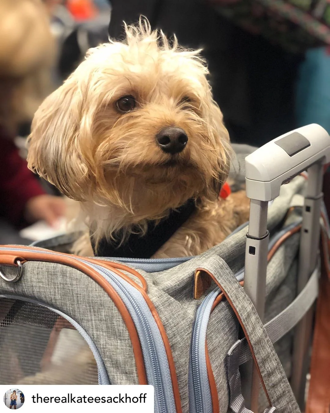 Mr. Peanut's Platinum Series Expandable Pet Carrier - Image 32