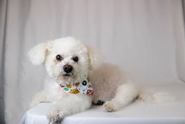 Nashville Tennessee Dog Bandana - Image 6