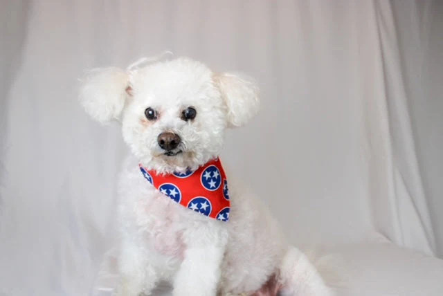 Nashville Tennessee Dog Bandana - Image 7