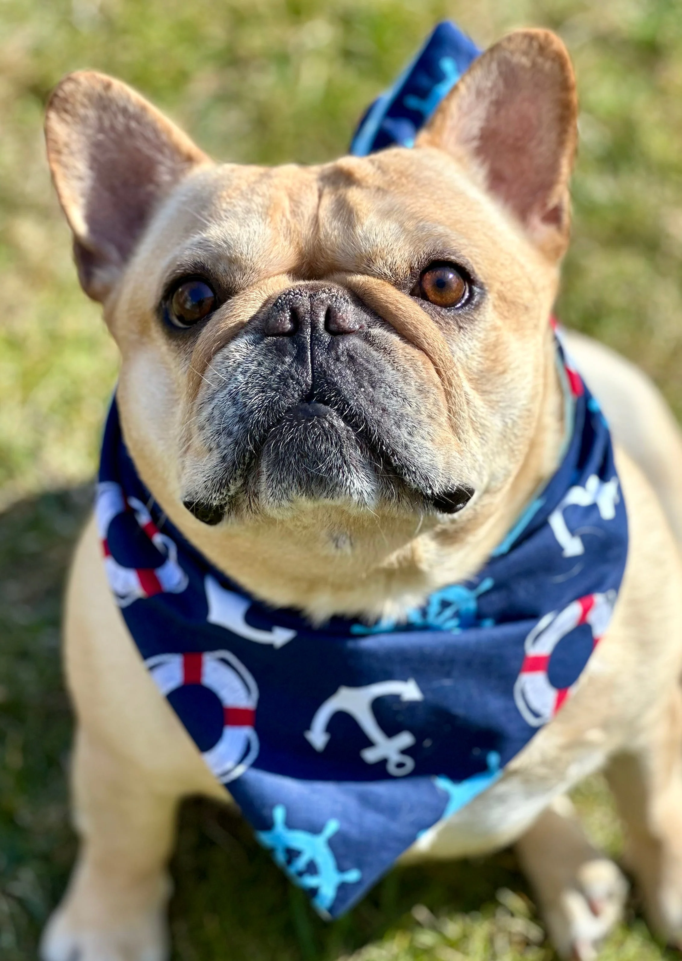 Nautical Dog Bandana New Arrivals - Image 2