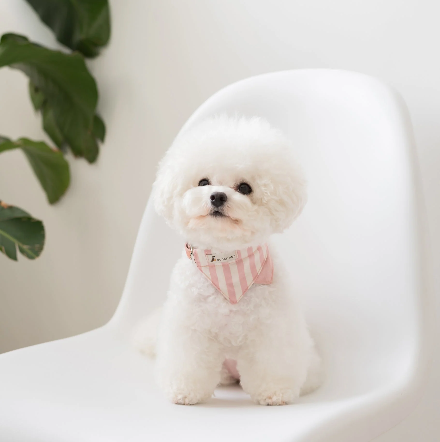 Nooee Pet Collar Daisy - Image 2