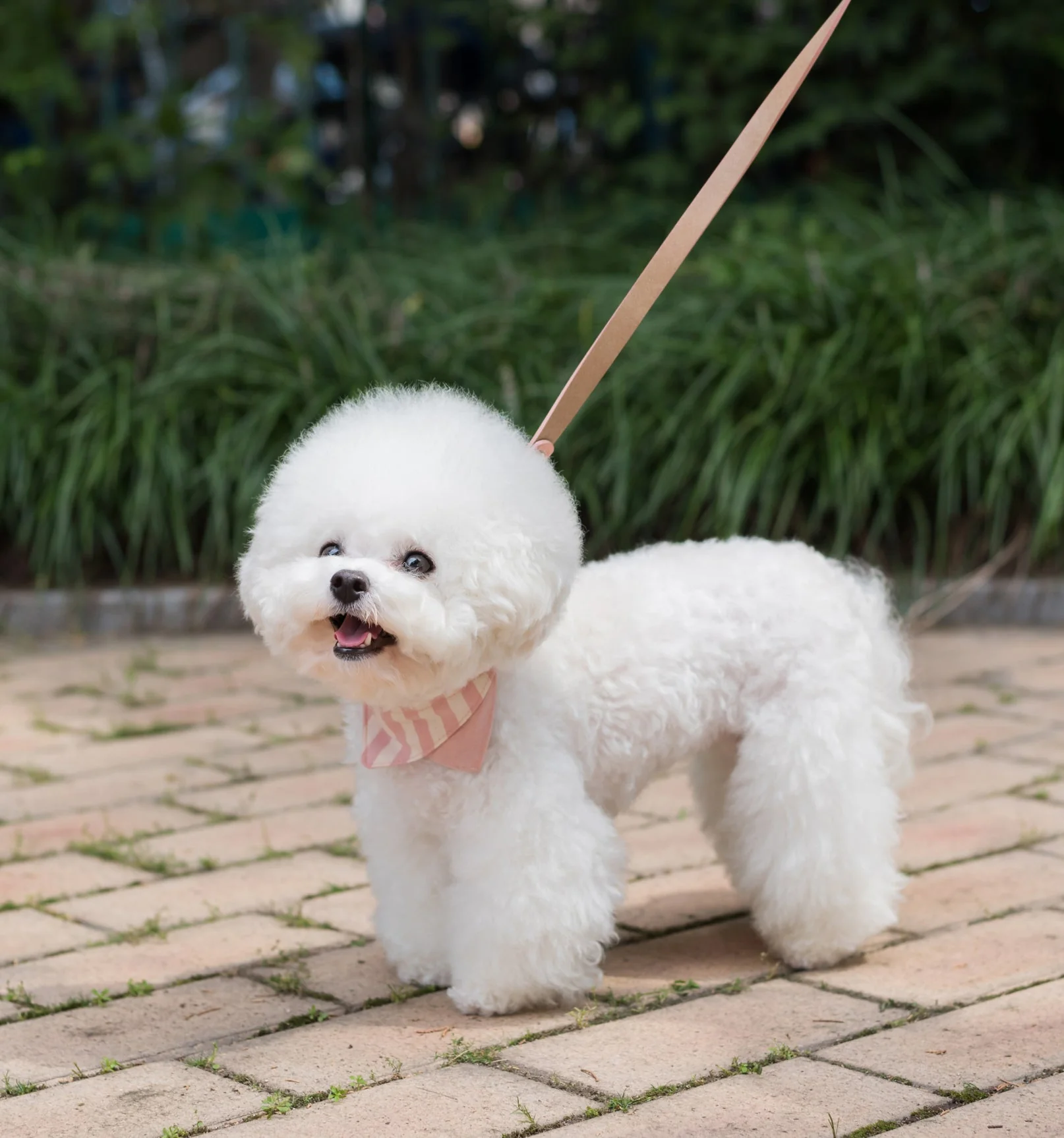 Nooee Pet Collar Daisy - Image 8