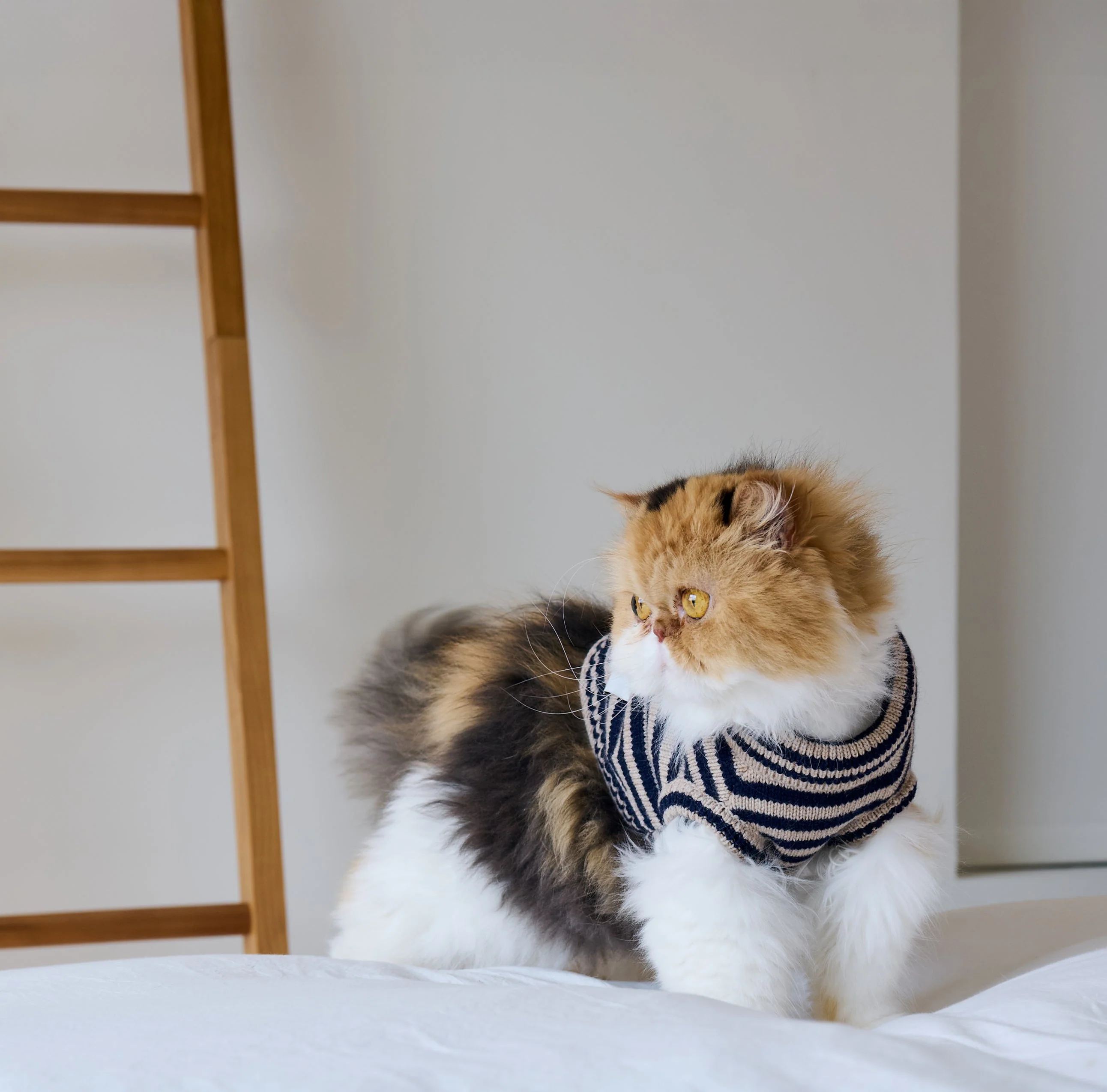 Nooee Pet Polo Wool Sweater – 100% Wool Knit with Classic Collar - Image 3