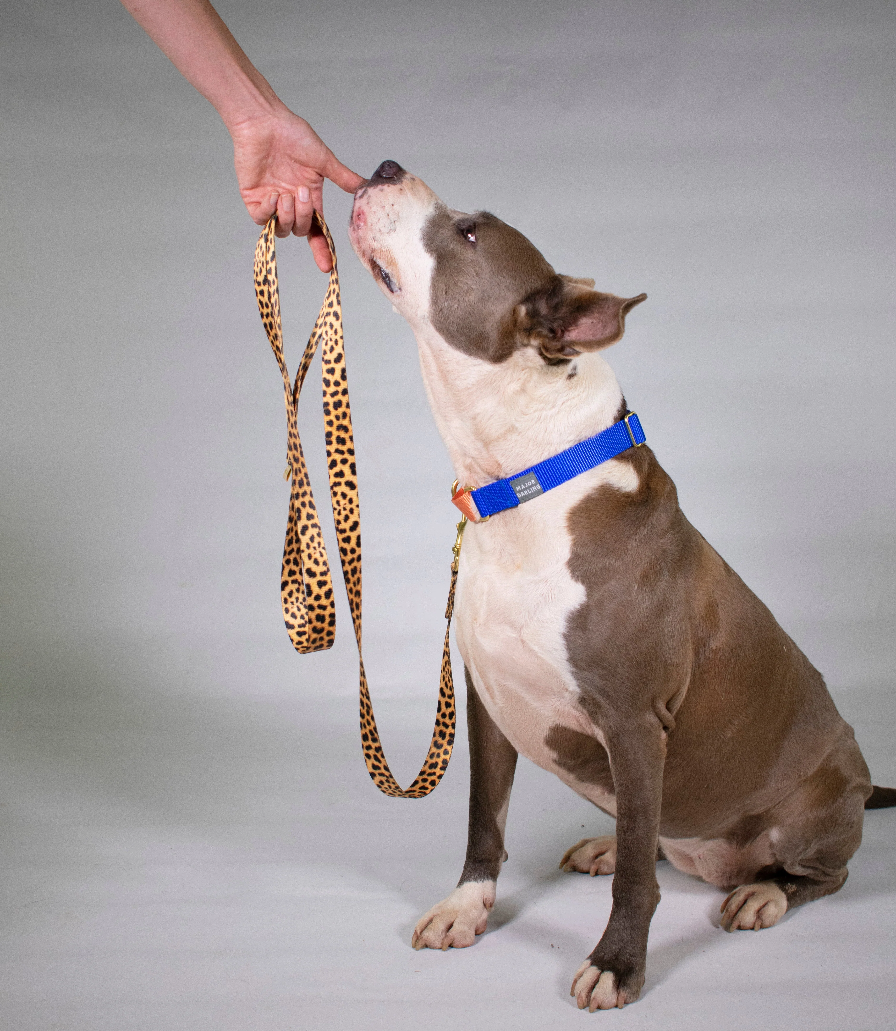 not-so-basic leash / leopard - Image 3