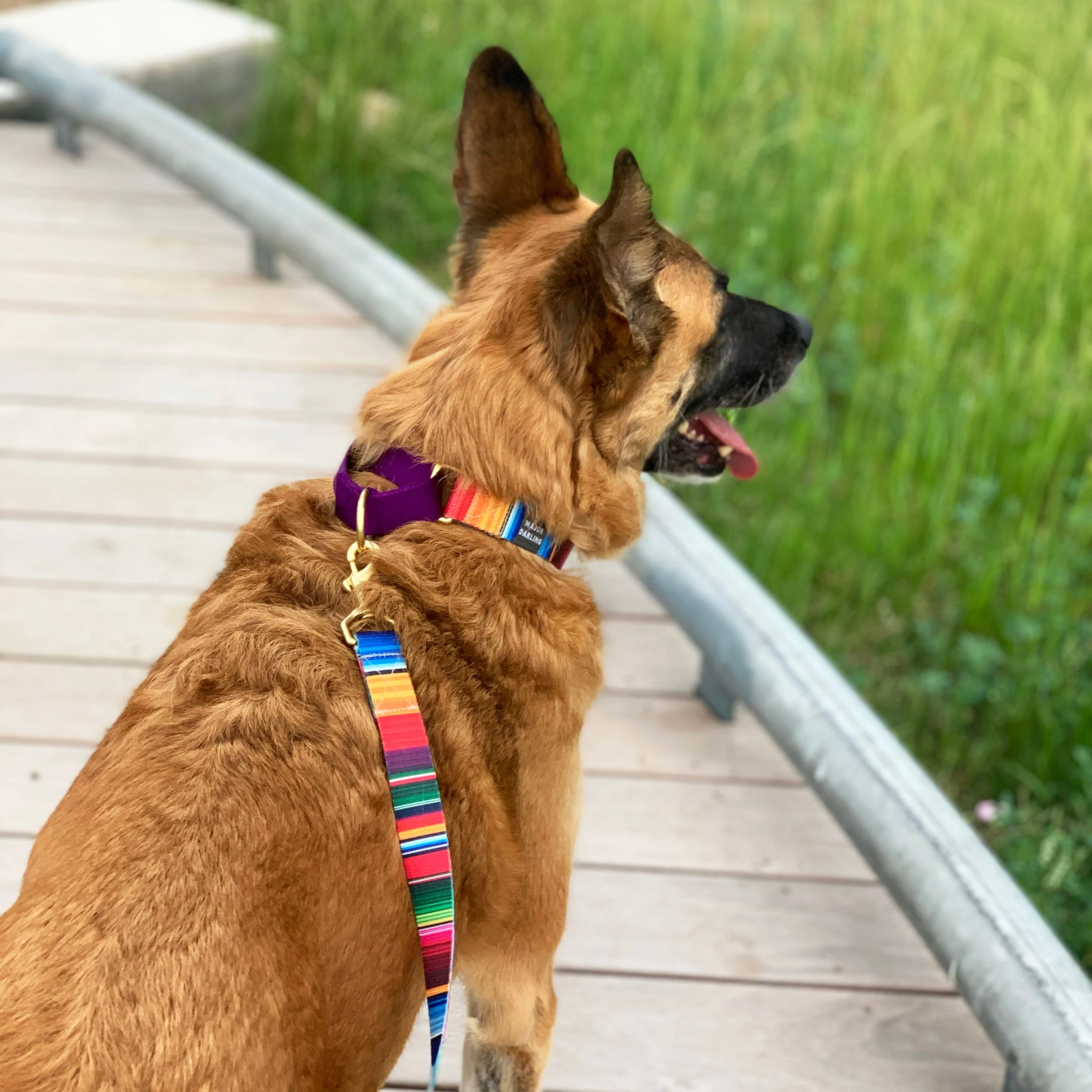 not-so-basic leash / serape - Image 3