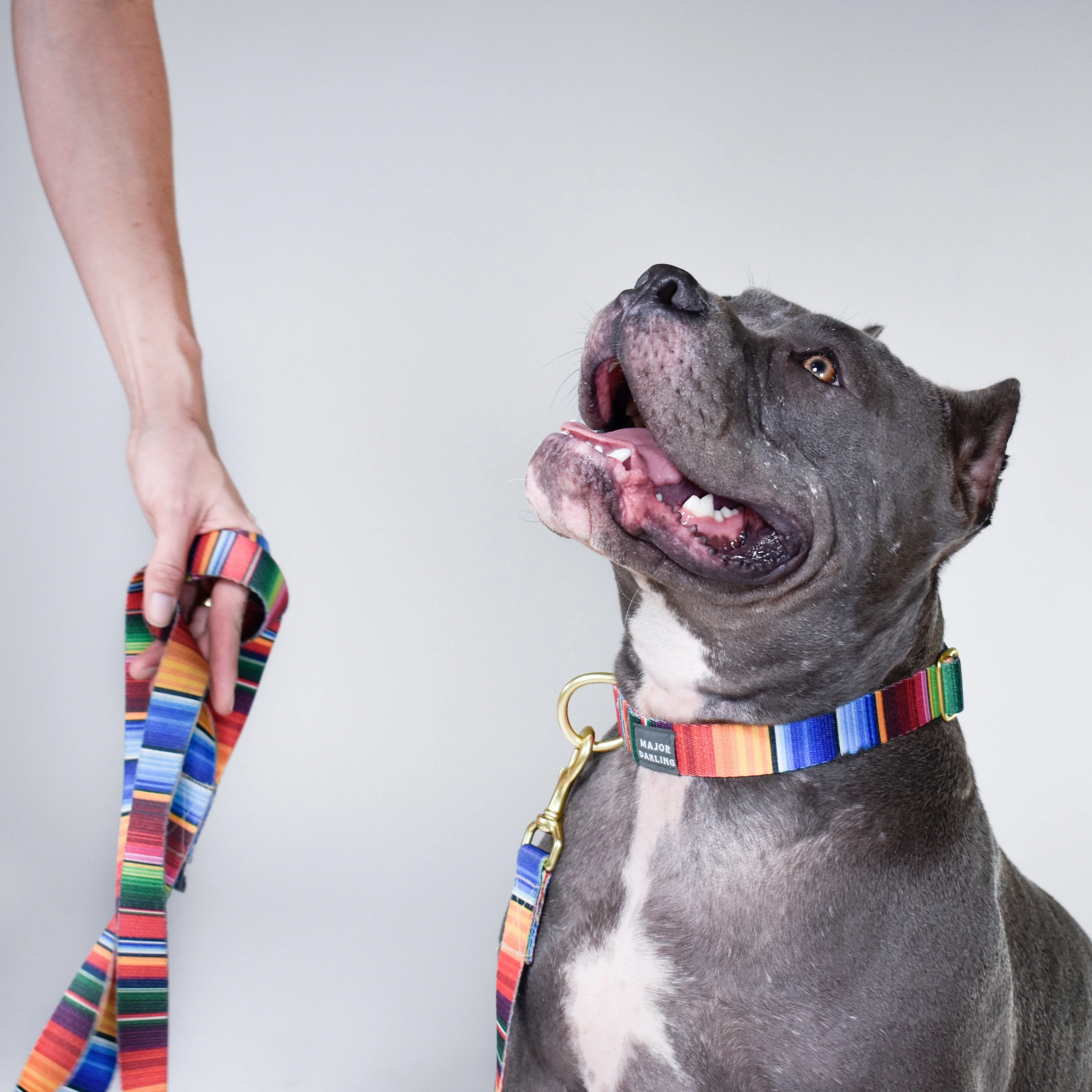 not-so-basic leash / serape - Image 6