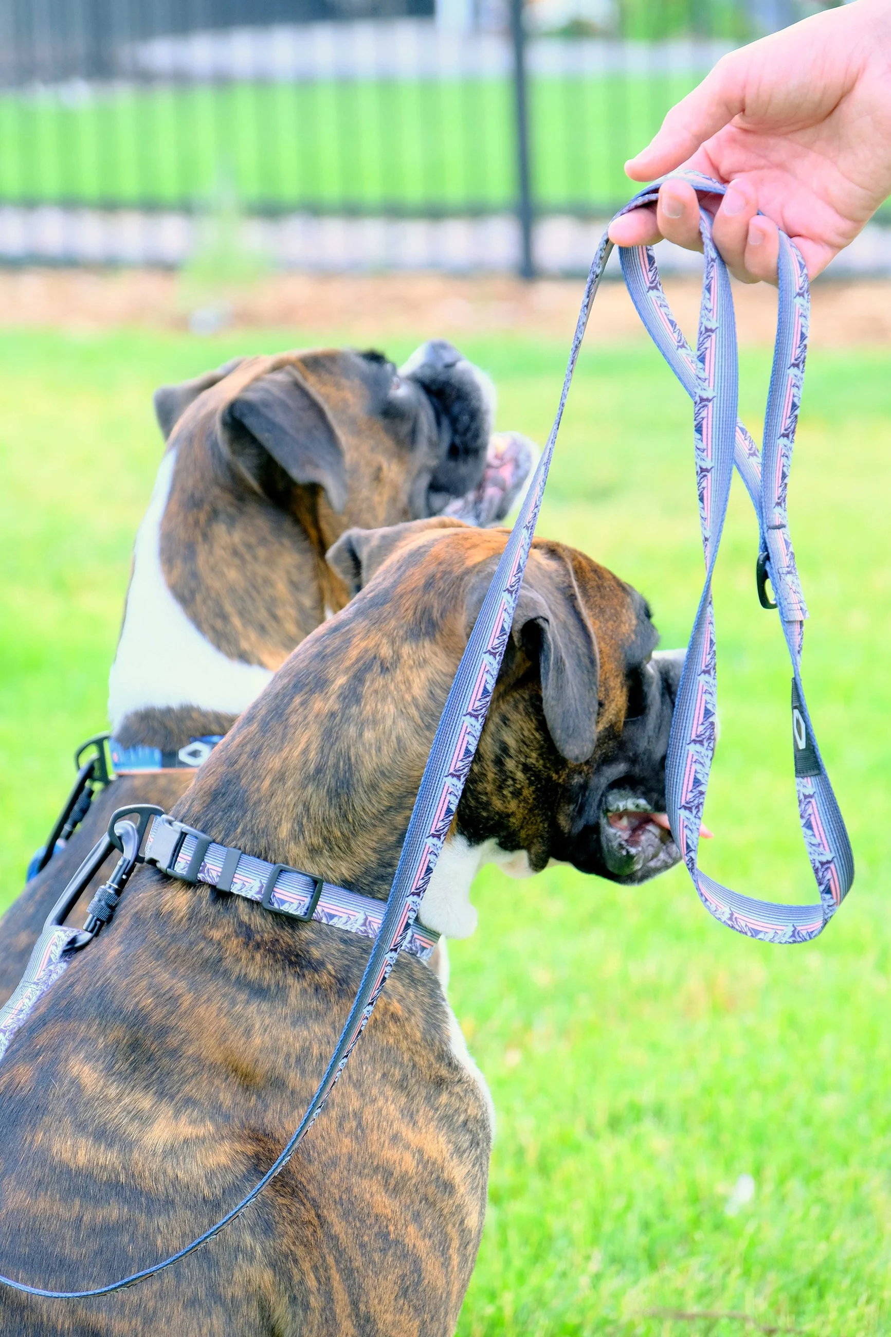 Outdoor Style Mountain Sunset Nylon Step In Dog Harness - Image 2