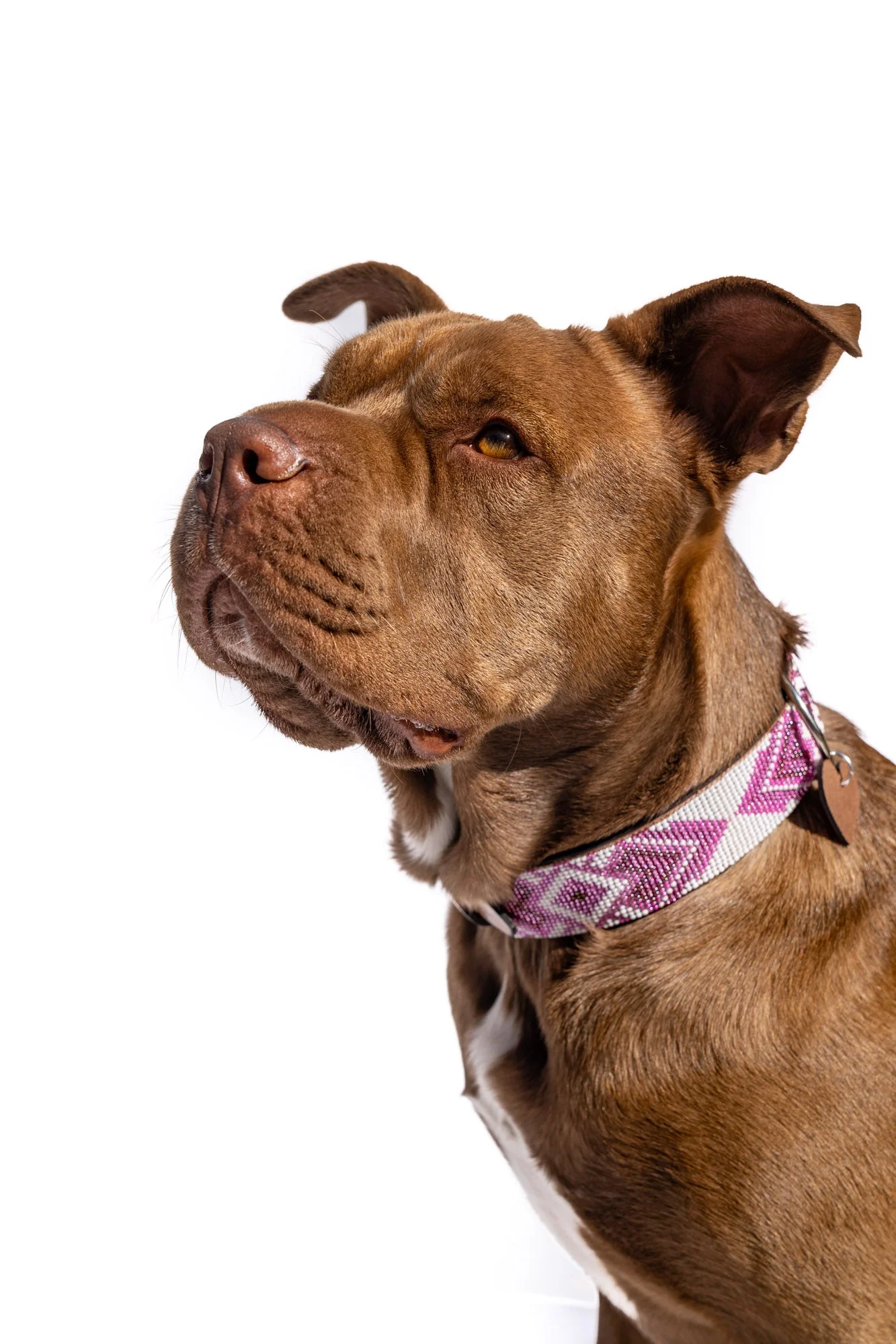 Paris Sambboho dog collar (with center D-ring) - Image 5
