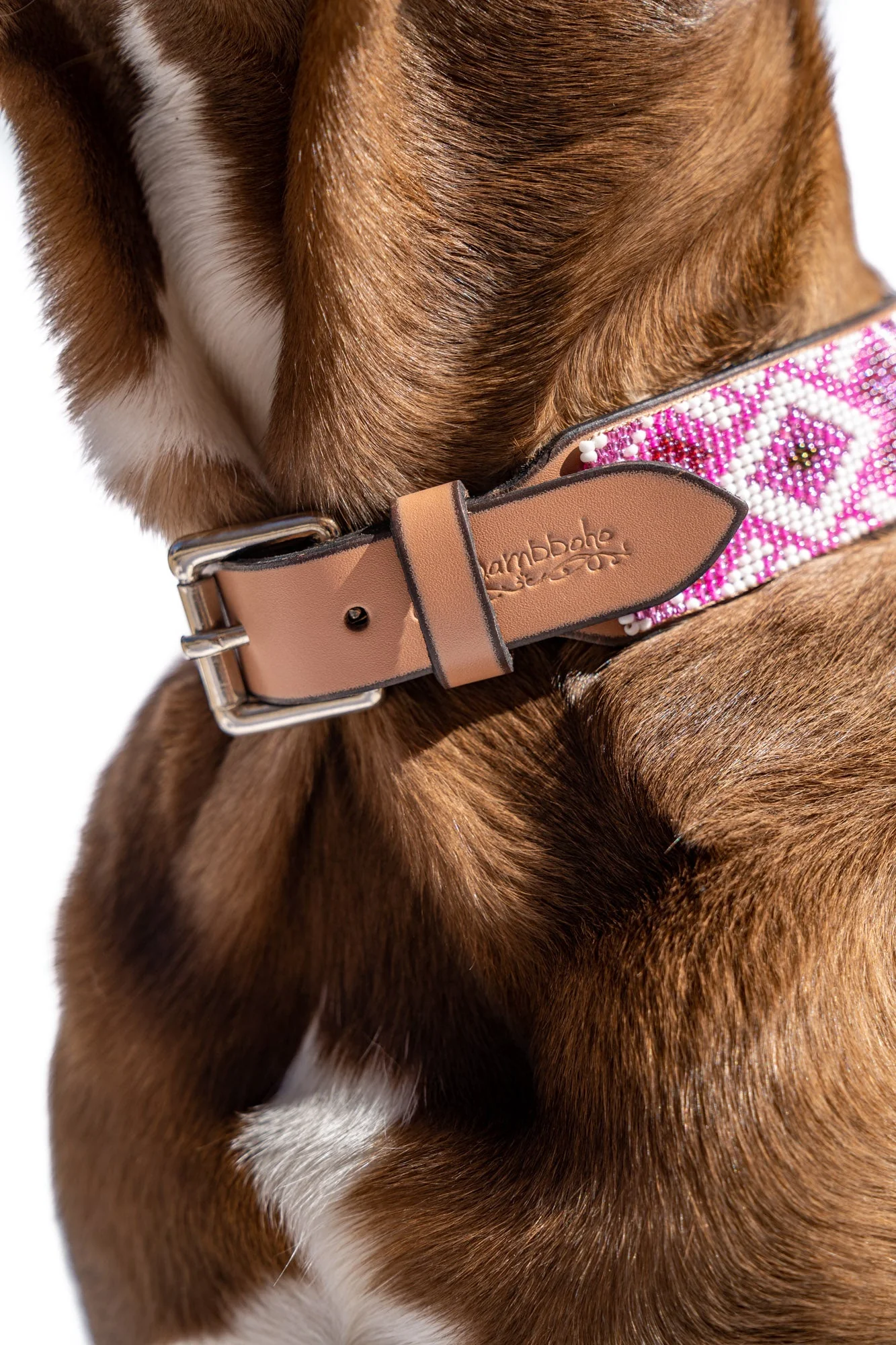 Paris Sambboho dog collar (with center D-ring) - Image 6