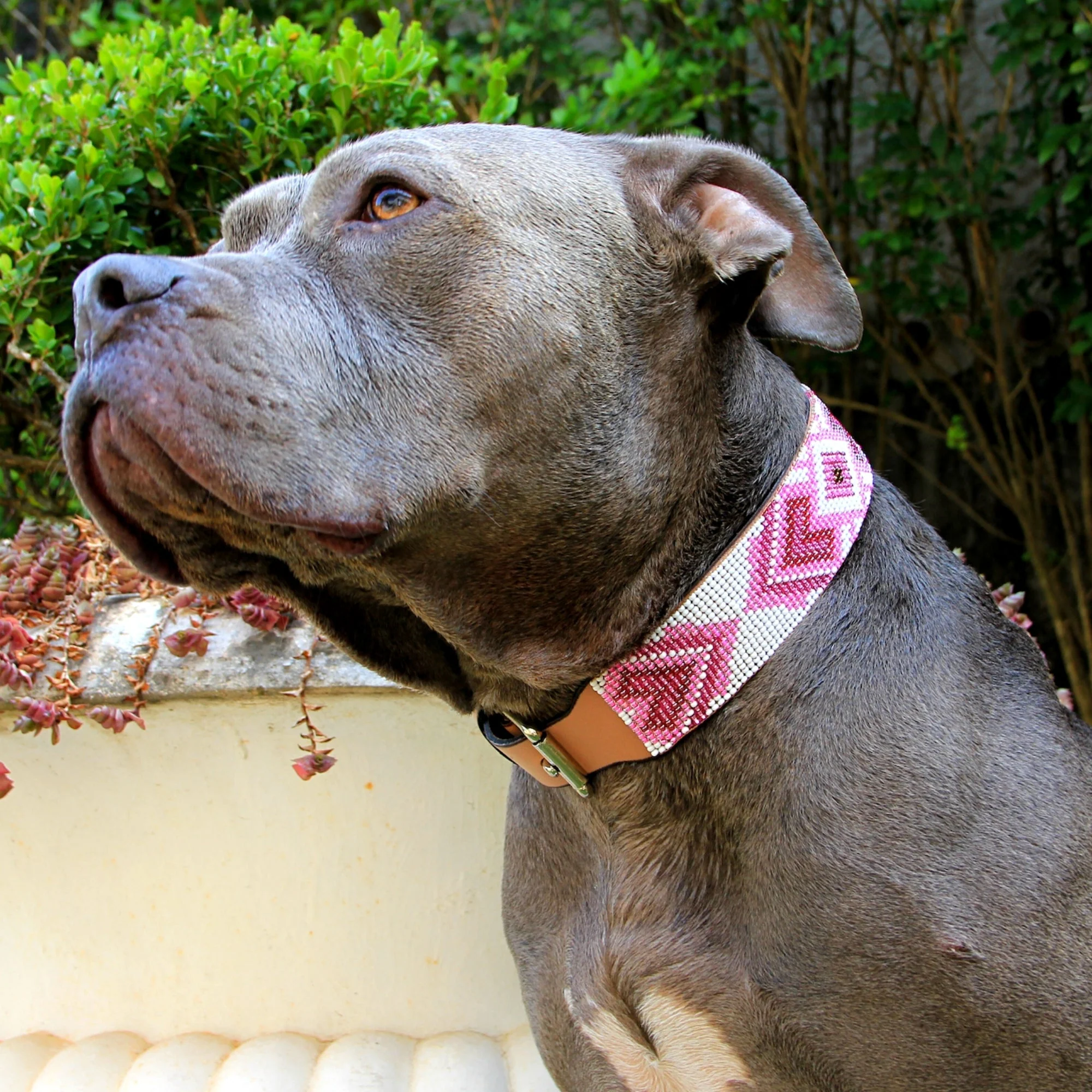 Paris Sambboho dog collar (with center D-ring) - Image 7