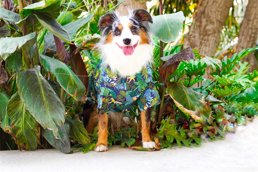 Parisian Pet 'Amazonia' Dog & Cat T-Shirt – Trendy Cotton, Comfortable & Lightweight Summer Pet Apparel - Saint Patrick's Day - Image 3