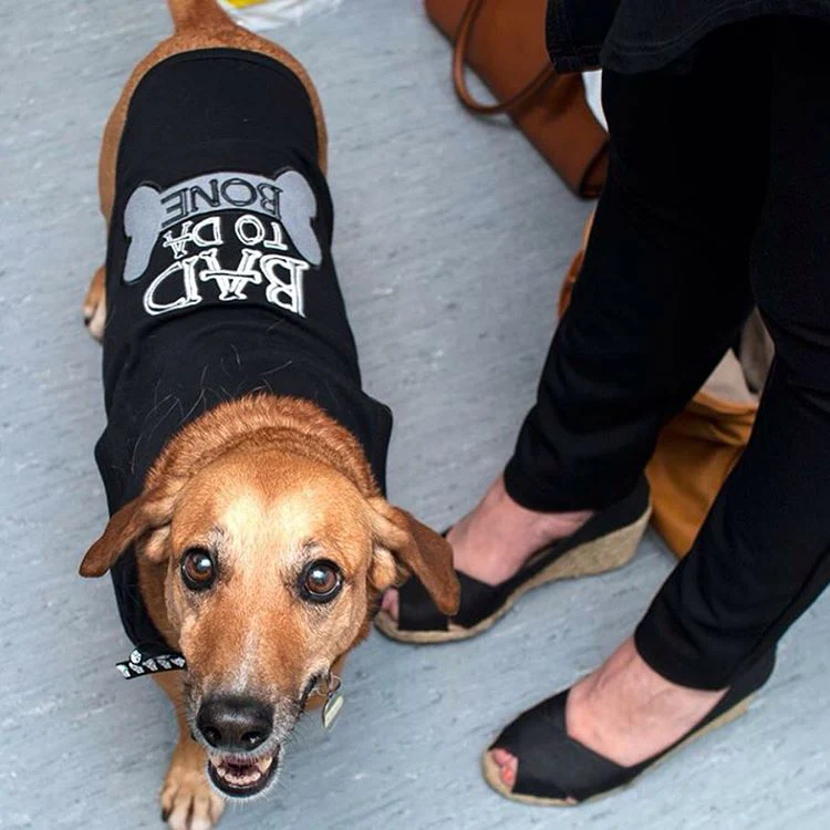 Parisian Pet 'Bad to da Bone' Dog Shirt – Trendy Slogan T-Shirt for Dogs & Cats, Black - Image 3