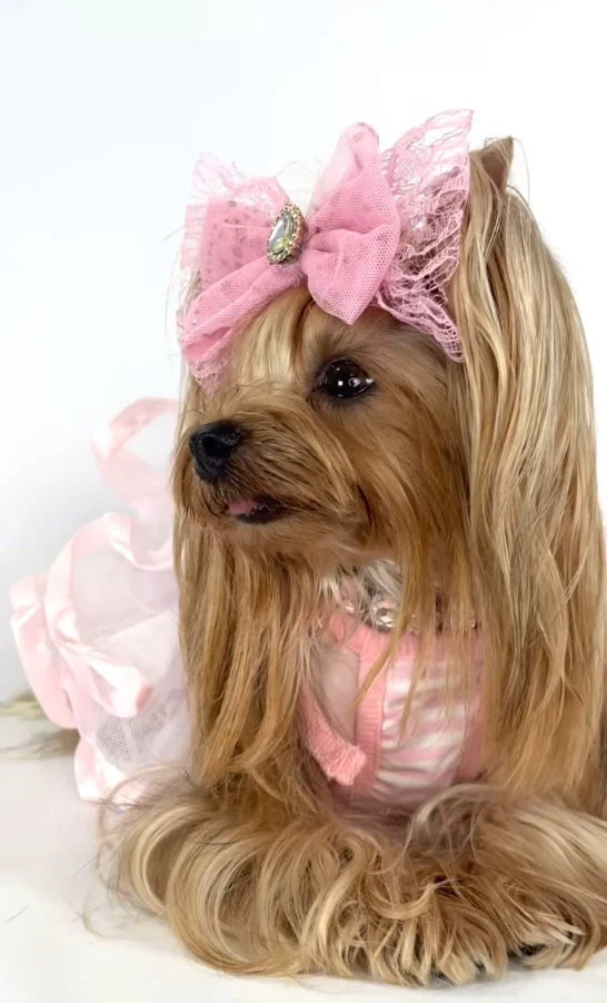 Parisian Pet 'Ballerina Dress' Dog & Cat Shirt – Unique Floral Pet Dress, Perfect for Summer - Pink and White Stripes-Valentine's Day - Image 4